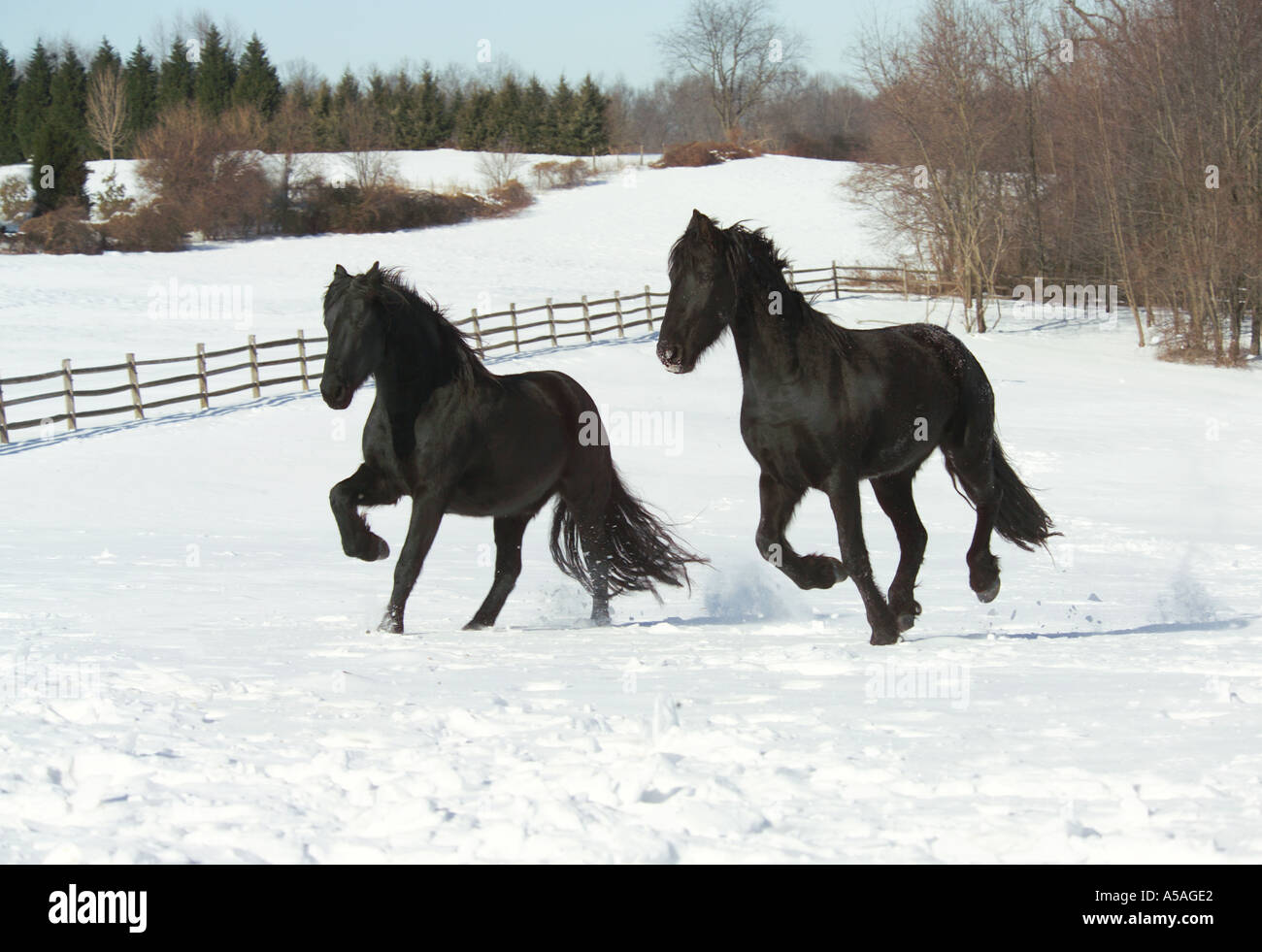 Le galop des chevaux frisons vers nous sur la neige couverts paddock Banque D'Images