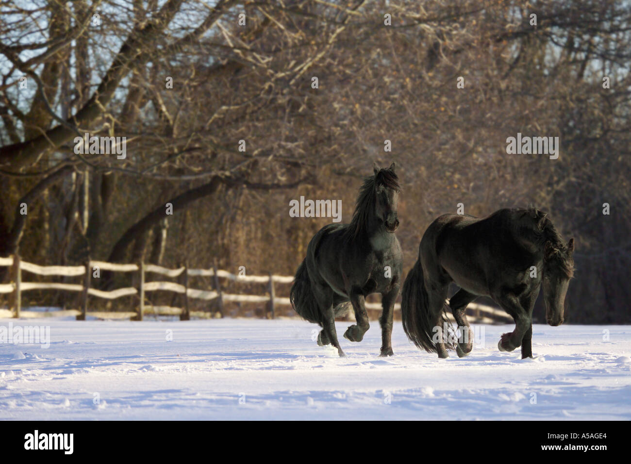 Cheval frison mares trot sur la neige couverts paddock avec split clôture rail Banque D'Images
