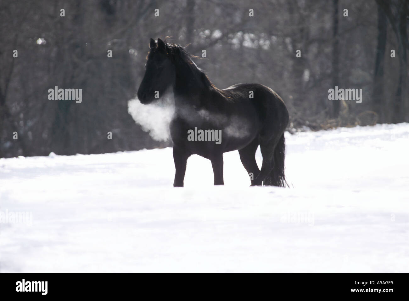 Cheval frison dans la neige a couvert les enclos avec souffle visible Banque D'Images