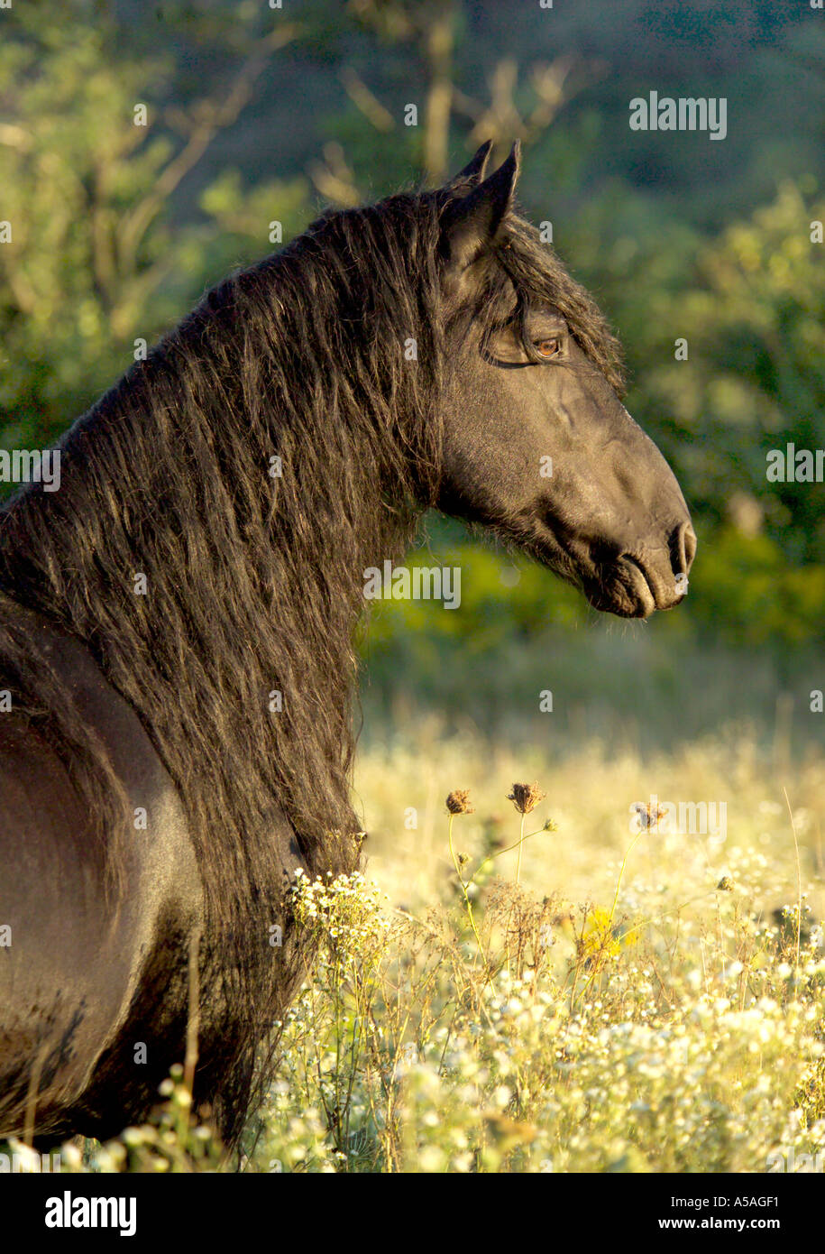 Friesian stallion dans champ de fleurs sauvages Banque D'Images