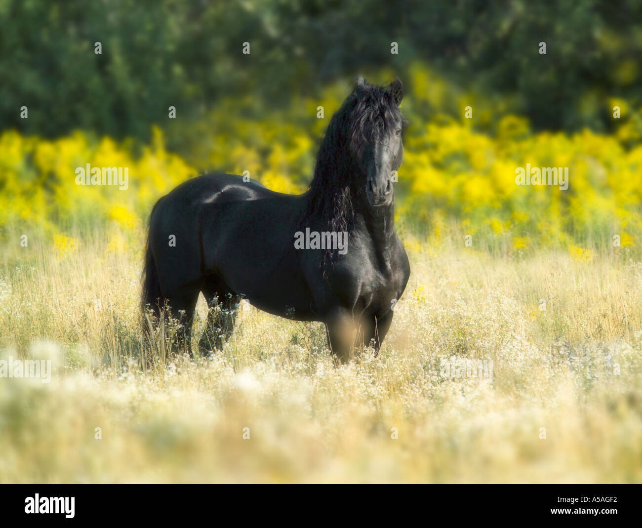 Étalon frison standing in meadow Banque D'Images