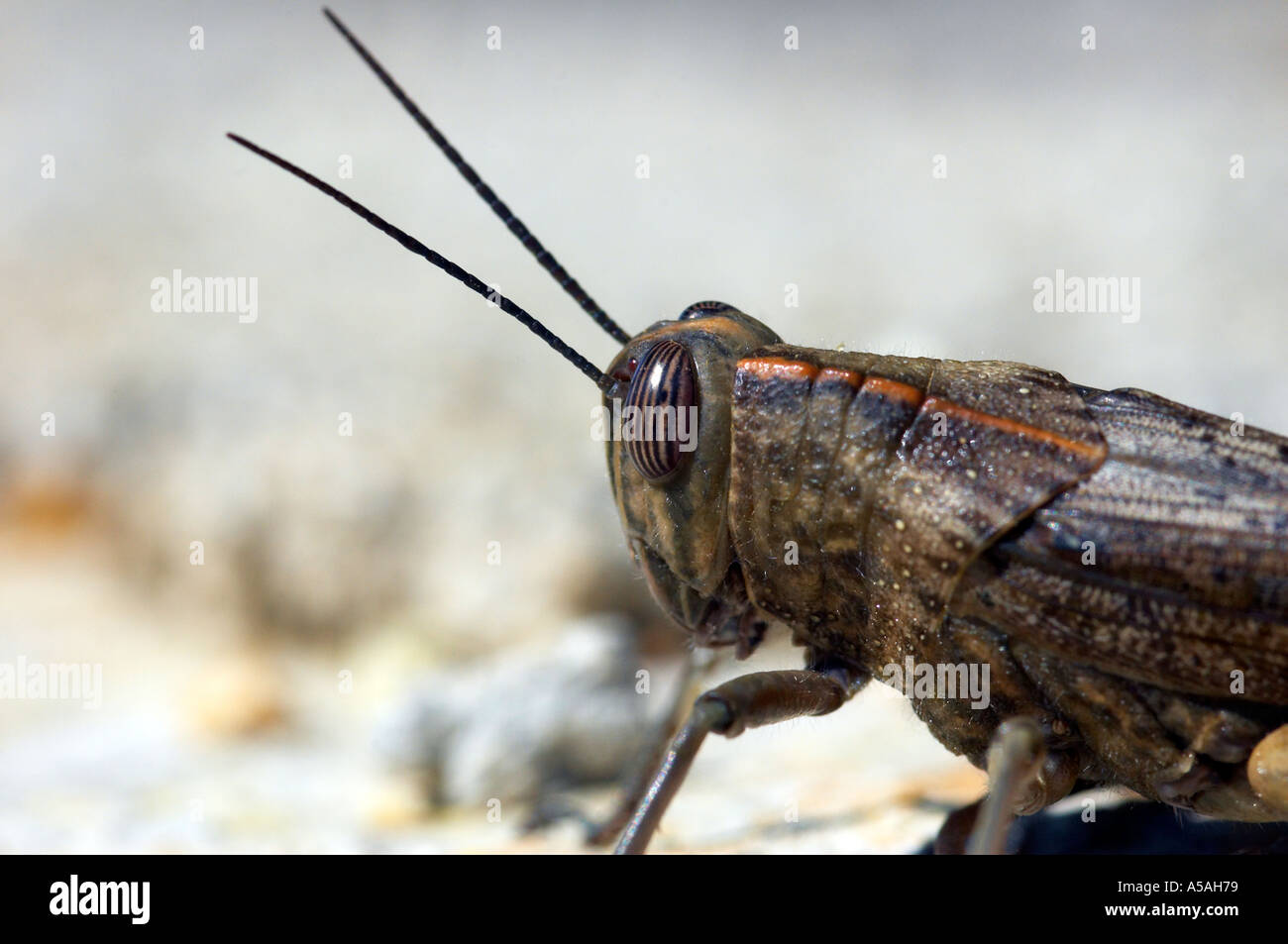 Gros plan d'une grande sauterelle marron à Corfou Grèce Banque D'Images