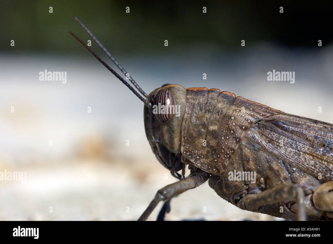 Gros plan d'une grande sauterelle marron Banque D'Images