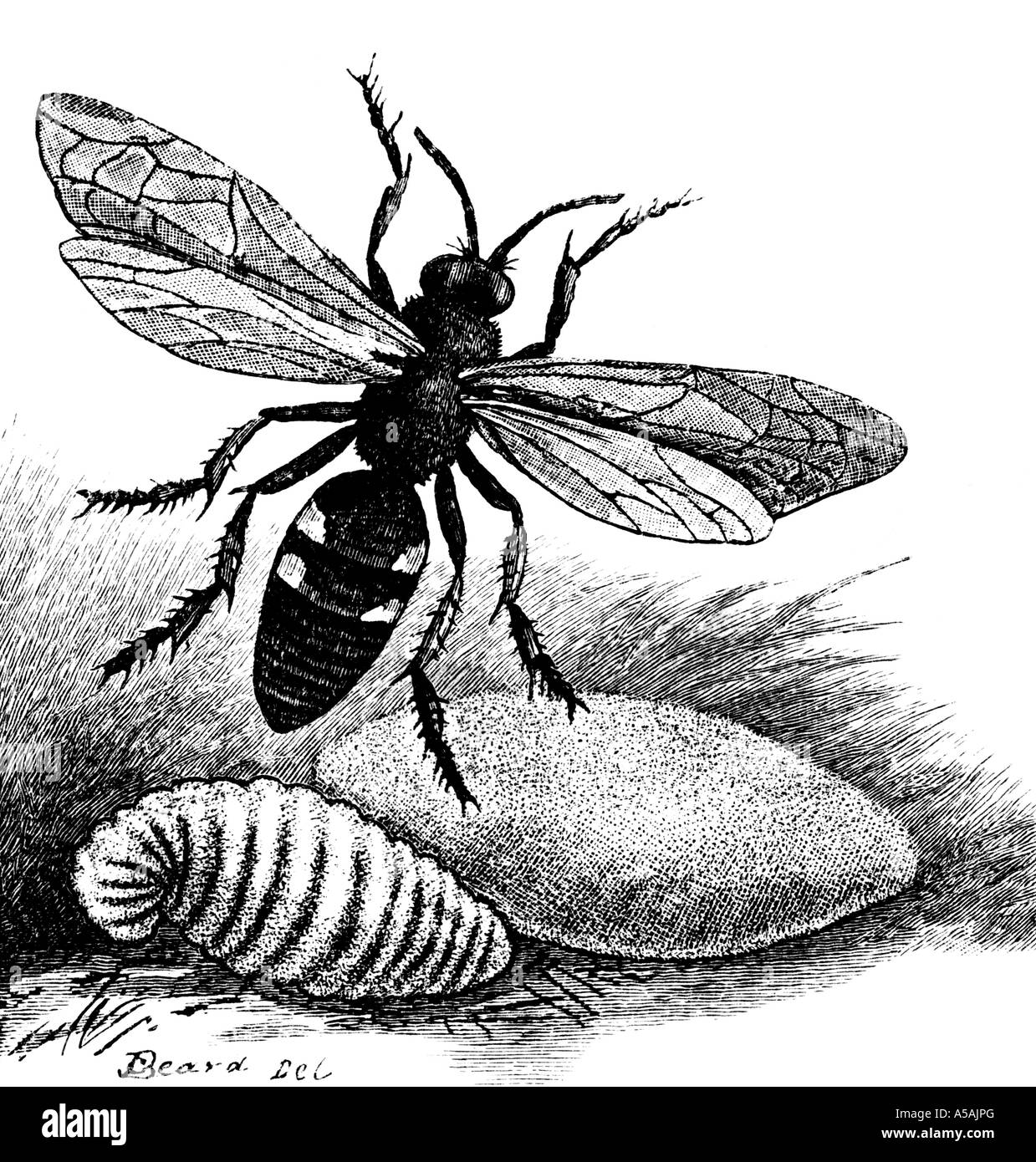 Gravure d'un digger wasp cocoon et larve Banque D'Images
