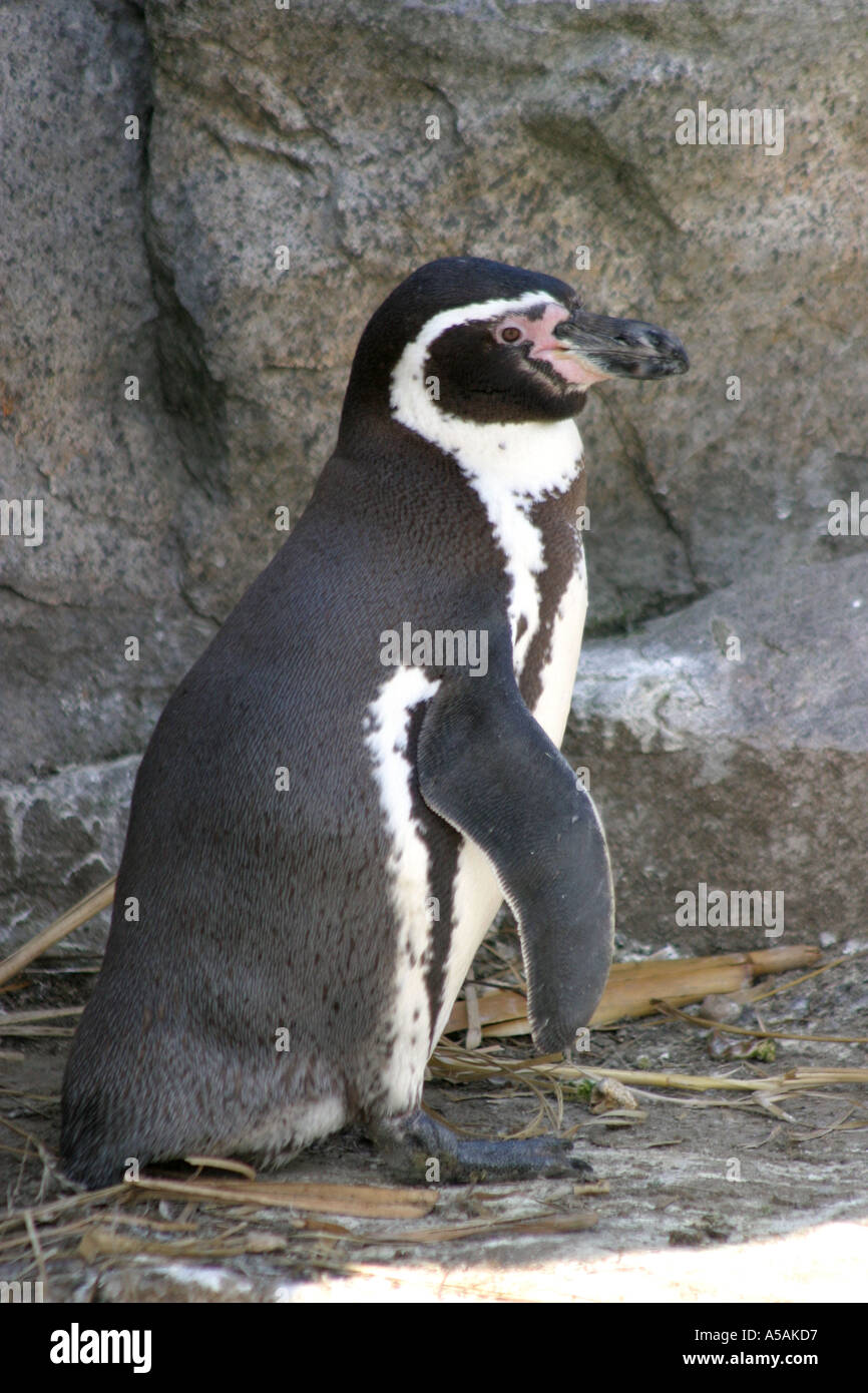 Penguin Humboldts vertical marche Banque D'Images