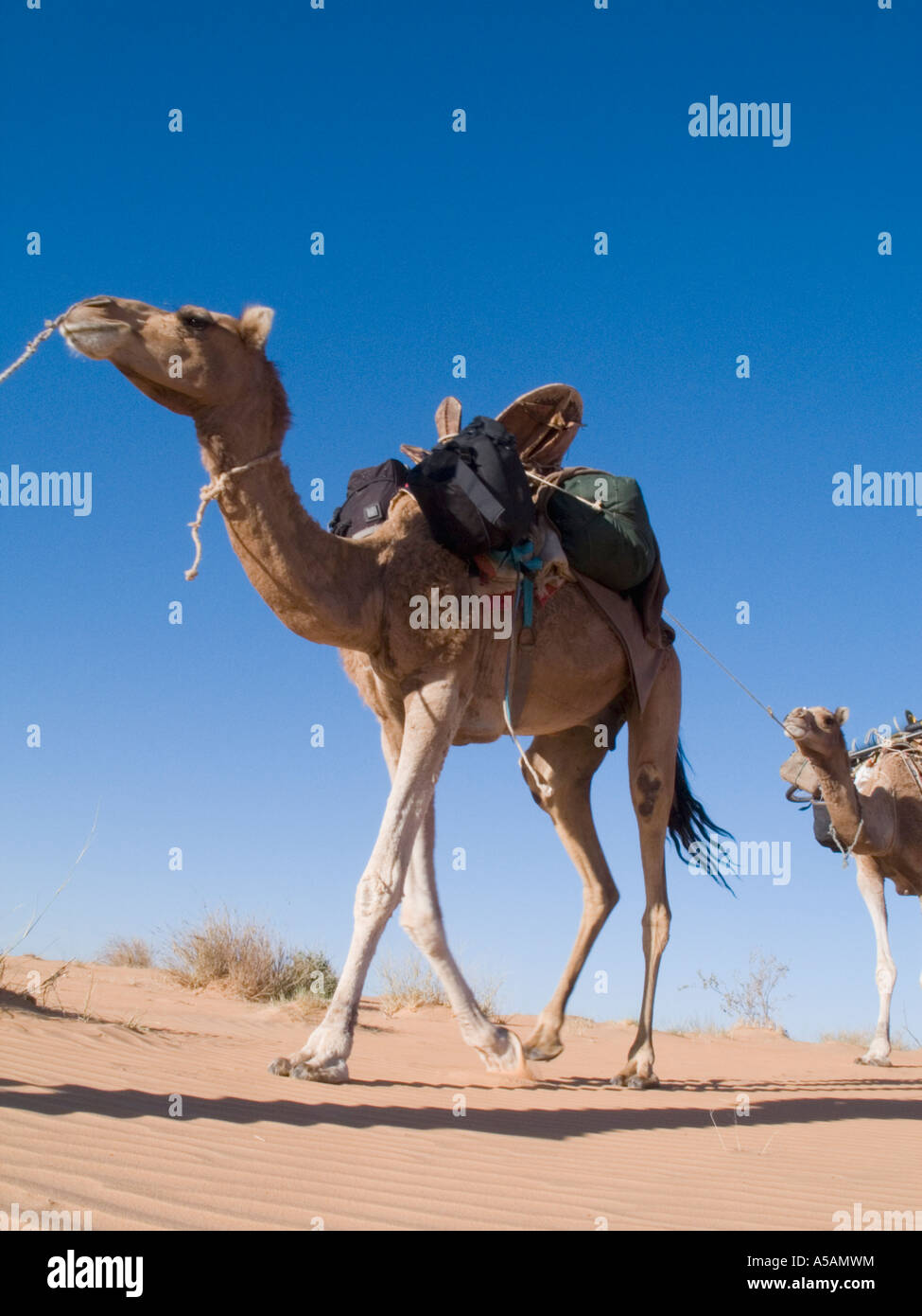 Trekking à dos de chameau à travers le désert du Sahara. Banque D'Images