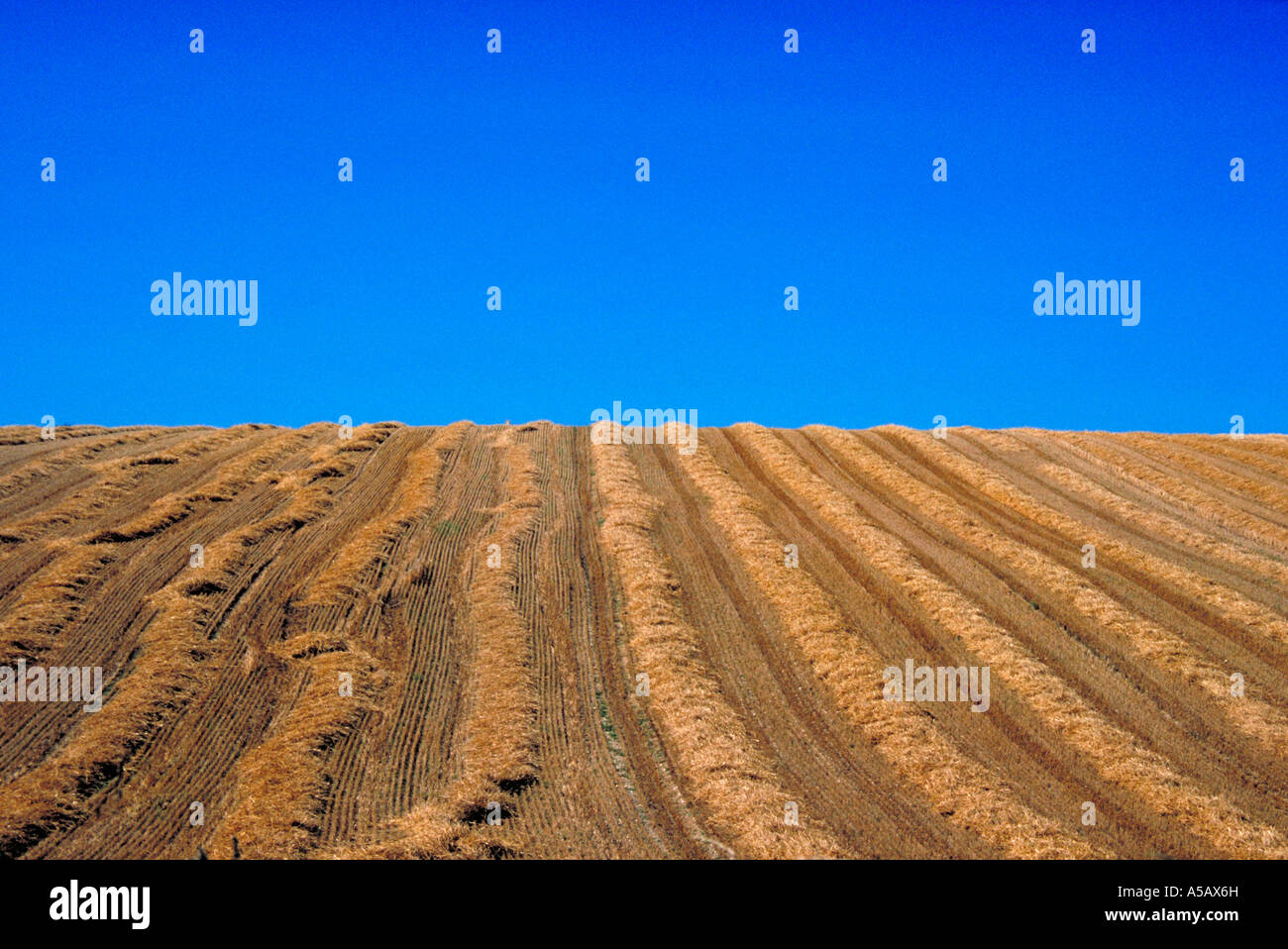 Couper un champ sur une colline avec ciel bleu Banque D'Images