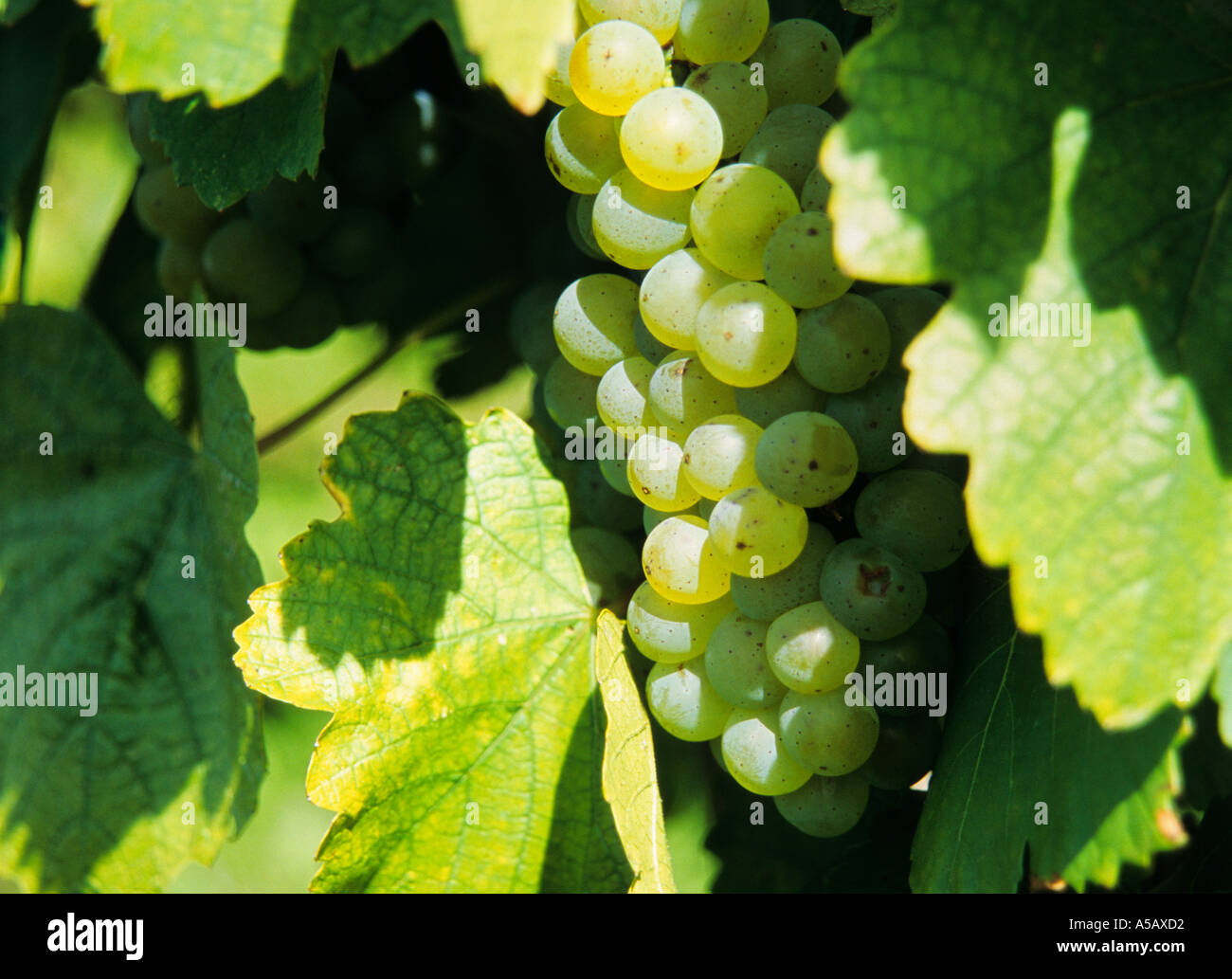 Pinot Gris grapes growing in vineyard Banque D'Images