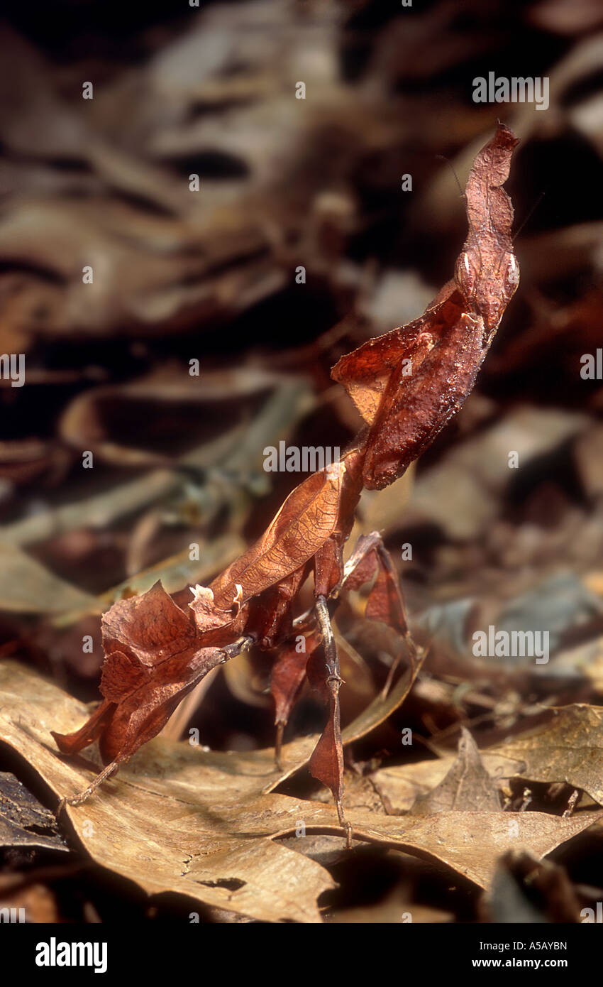 Phyllocrania paradoxa Mante Mantis Ghost Banque D'Images