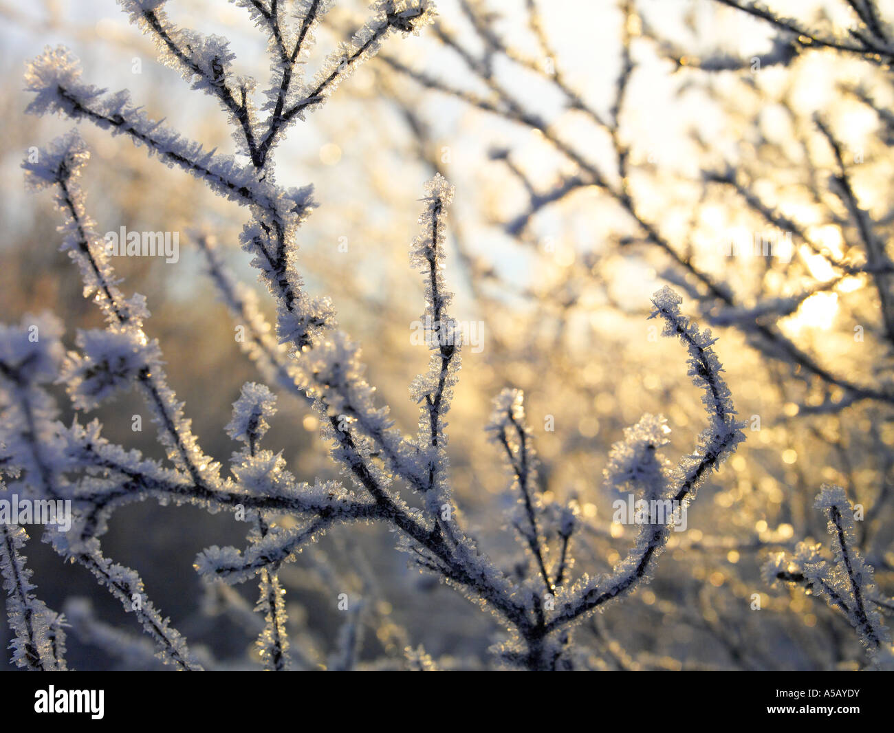 Cristaux de glace sur les branches d'arbres , le lac Myvatn, l'Islande Banque D'Images