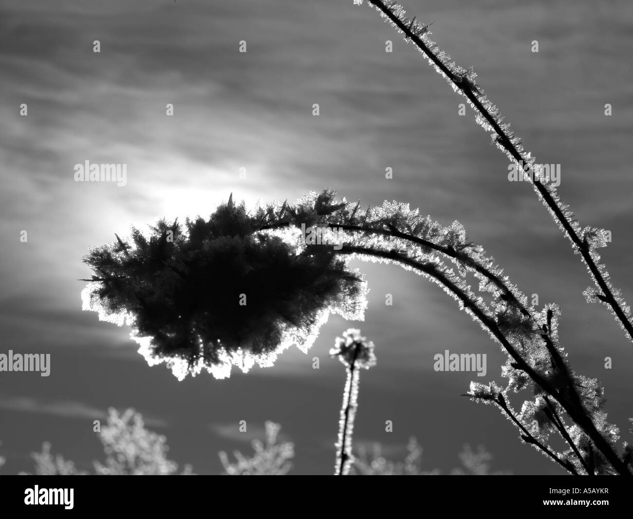 Lune avec des cristaux de glace sur les branches d'arbres , le lac Myvatn, l'Islande Banque D'Images