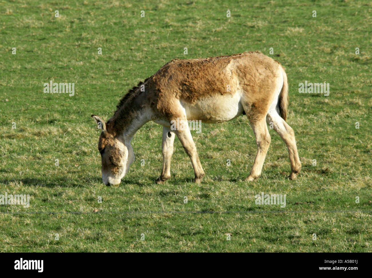 Cheval sauvage de Mongolie ou de chevaux sauvages de Przewalski (Equus ferus przewalskii) Banque D'Images