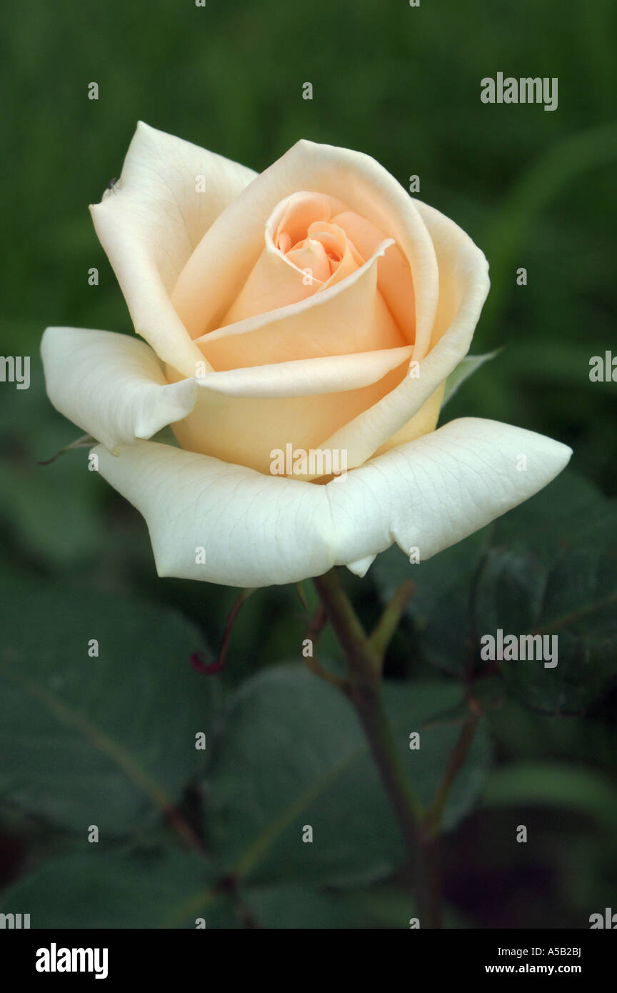 Rose (Rosa sp.), forme hybride. Banque D'Images