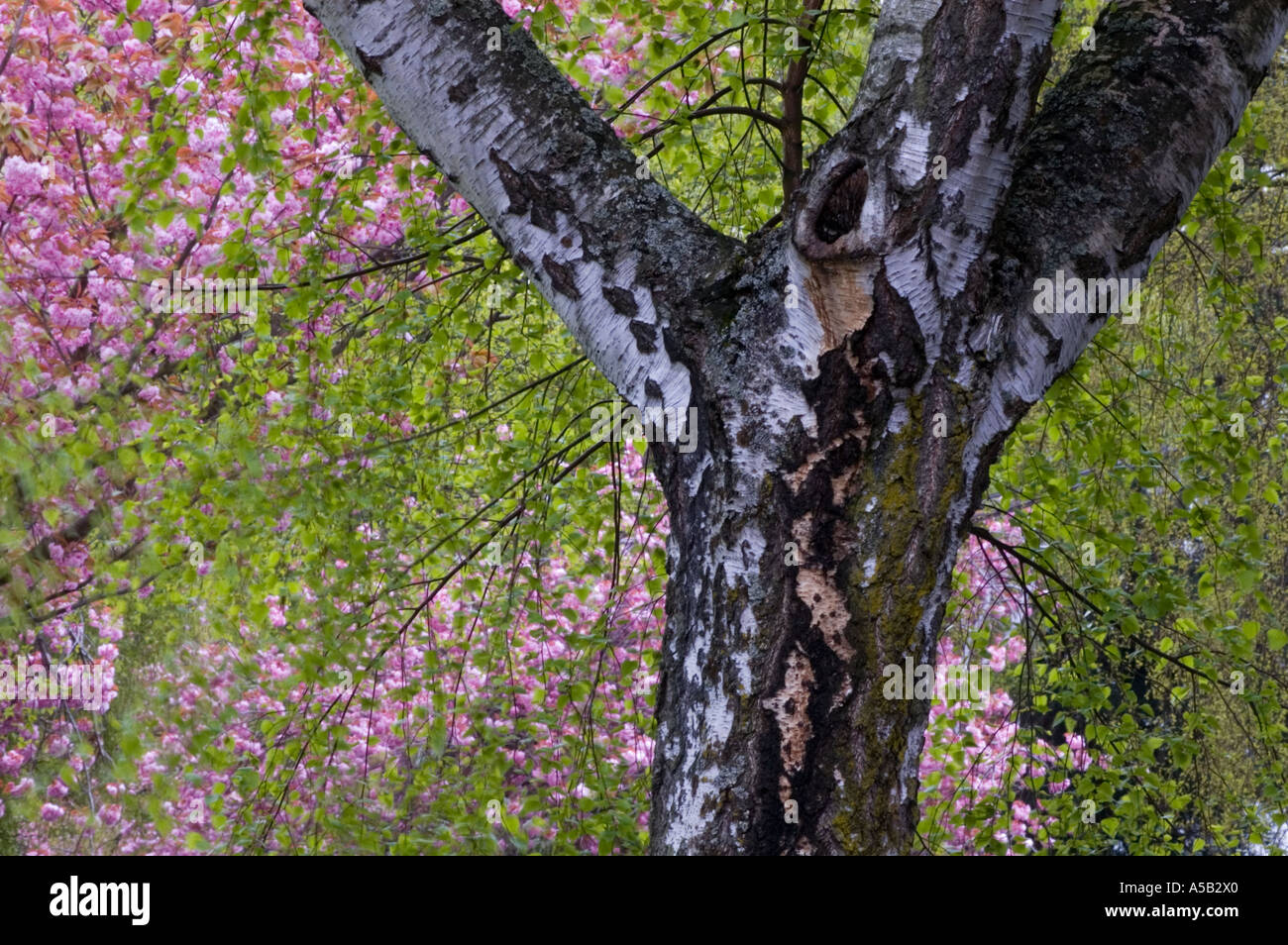 La floraison des cerisiers japonais et bouleau pleureur arbres sur Michigan Ave, Victoria, Colombie-Britannique, Canada Banque D'Images