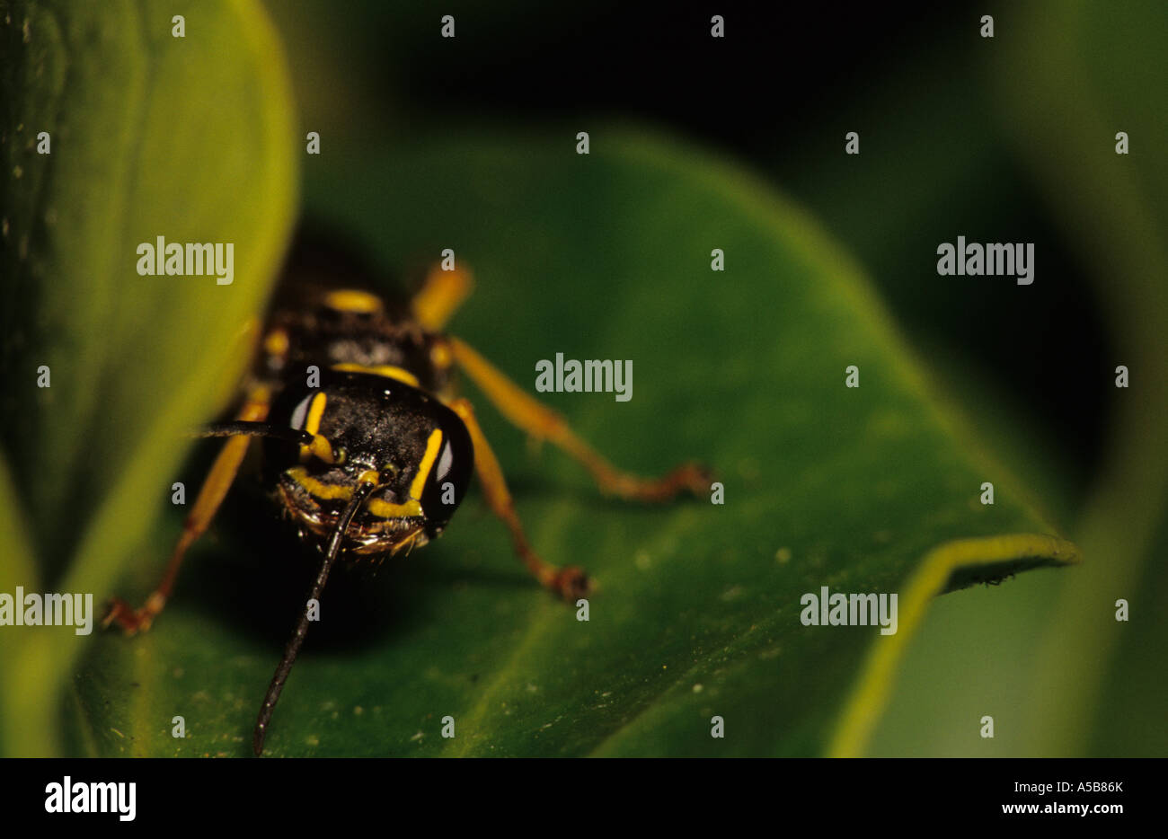 Domaine Digger Wasp (Mellinus arvensis) au Royaume-Uni Banque D'Images