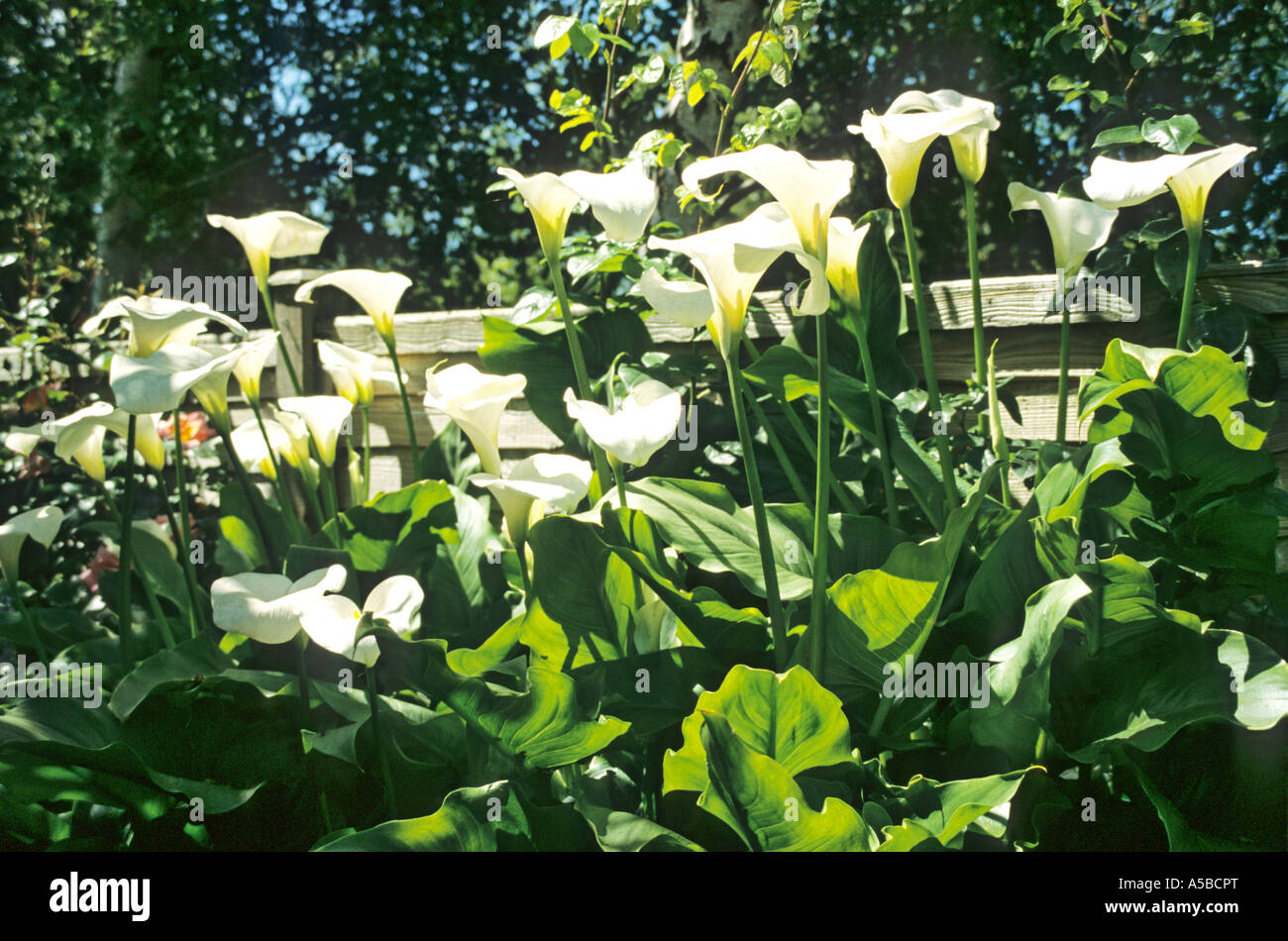 Issu de l'arum lillies Banque D'Images