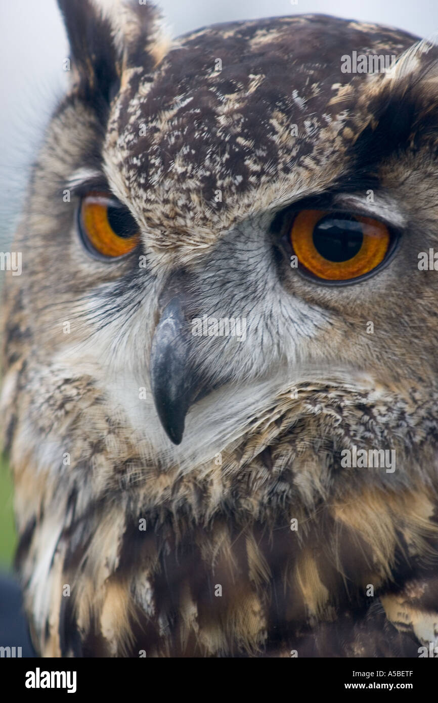 Eagle Owl Bubo bubo turcomanus Banque D'Images