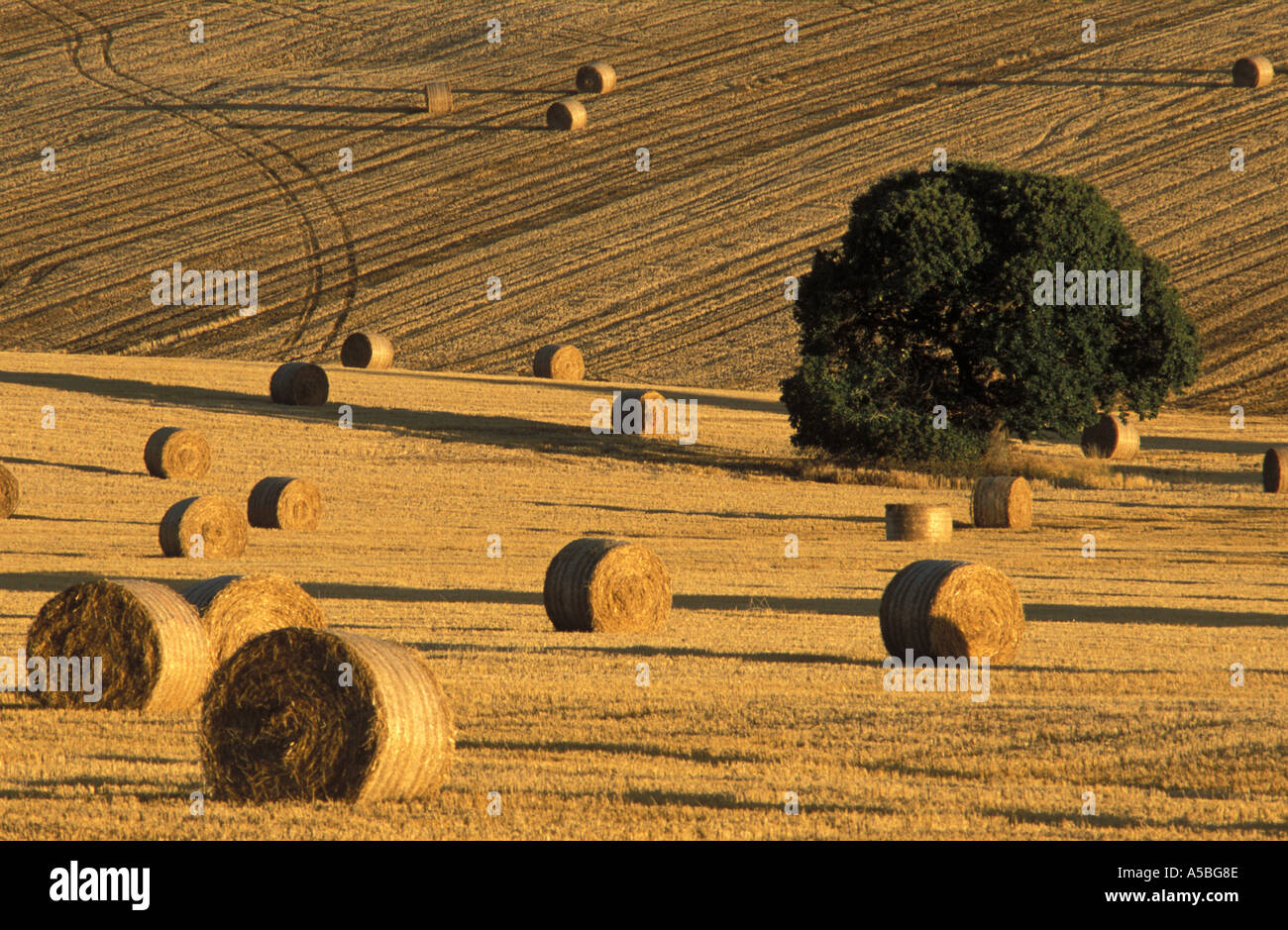 Arbre isolé dans d'immenses plantations d'field with hay bails simple Wiltshire Angleterre Banque D'Images
