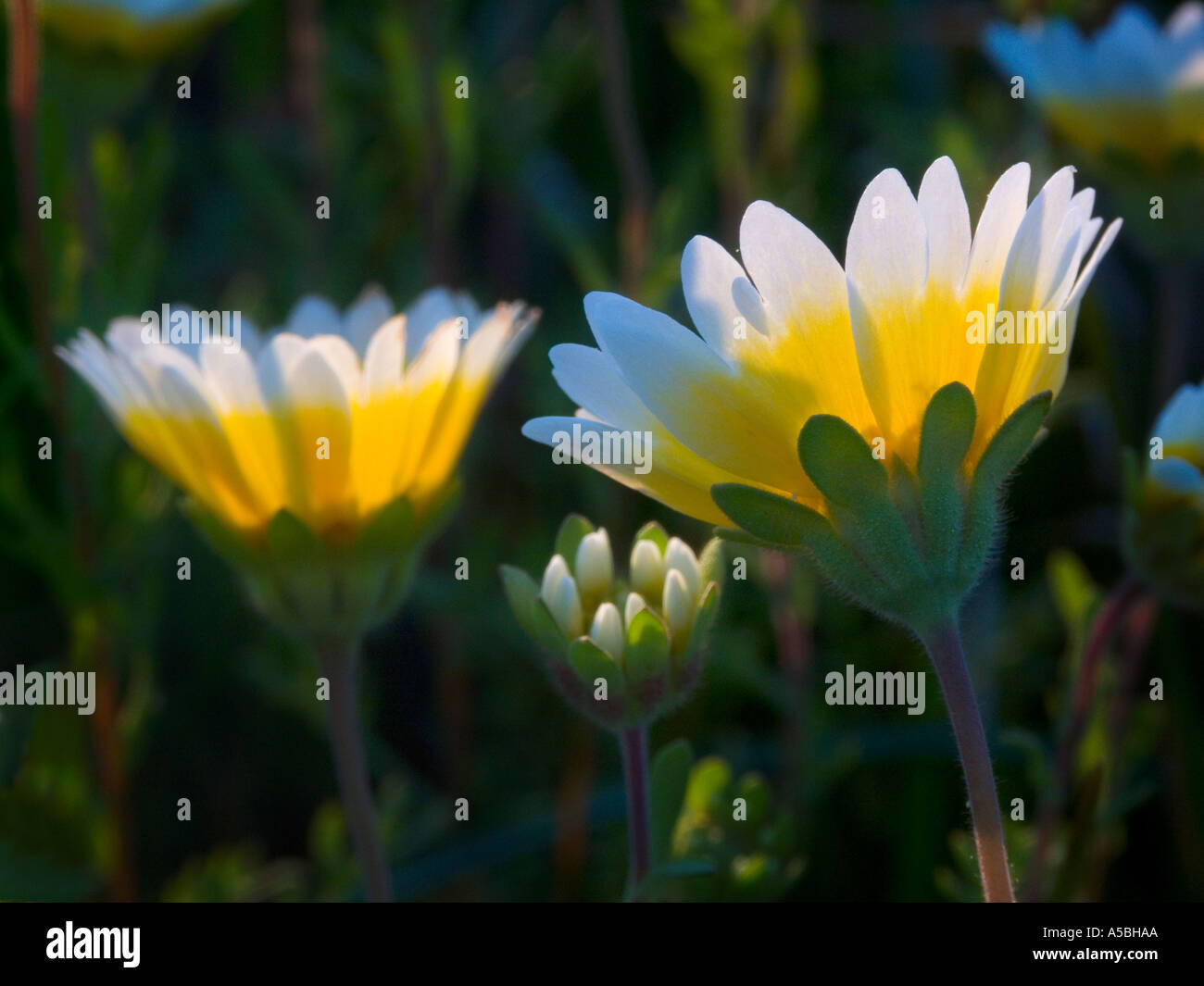 Conseils Tidy fleurs sauvages dans le ressort de la Sacramento Valley Banque D'Images