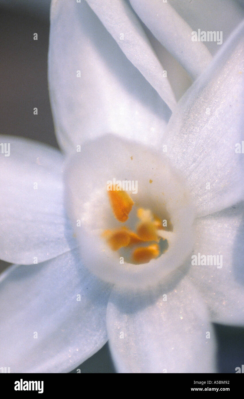 Amaryllidaceae narcissus Banque D'Images