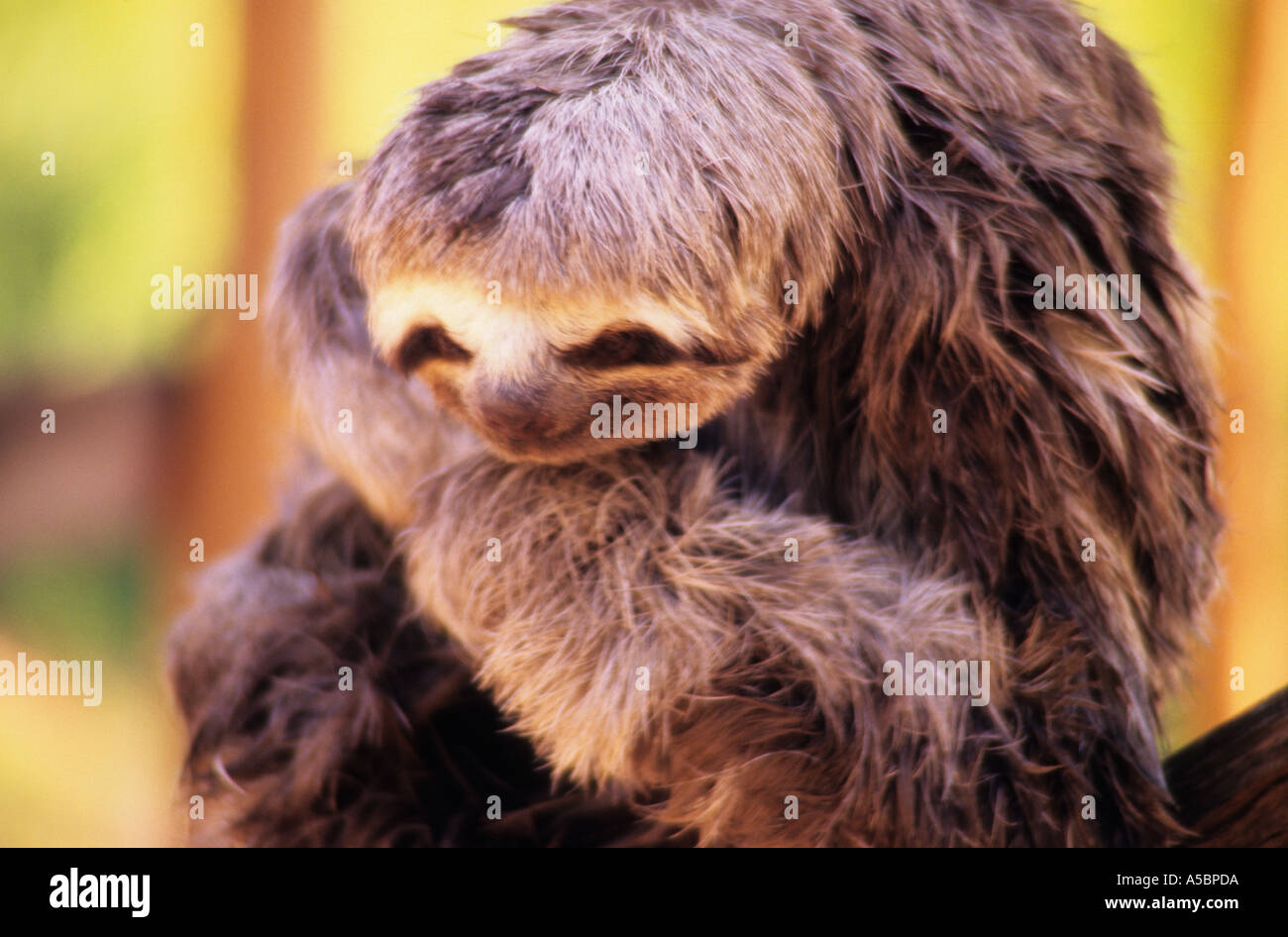 Boca da Valeria sloth amazonienne Amazone, Brésil Banque D'Images