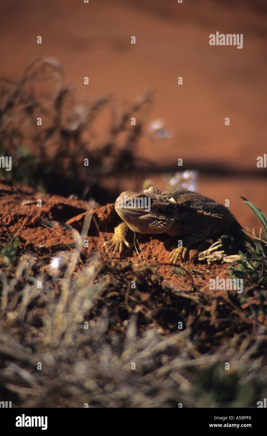 South Australian Outback dragon barbu de lézard dans le Simpson Desert Banque D'Images