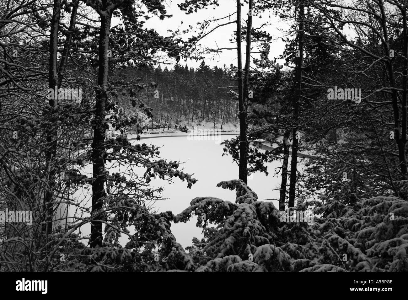 Le lac vu à travers les arbres dans la forêt d'hiver Banque D'Images