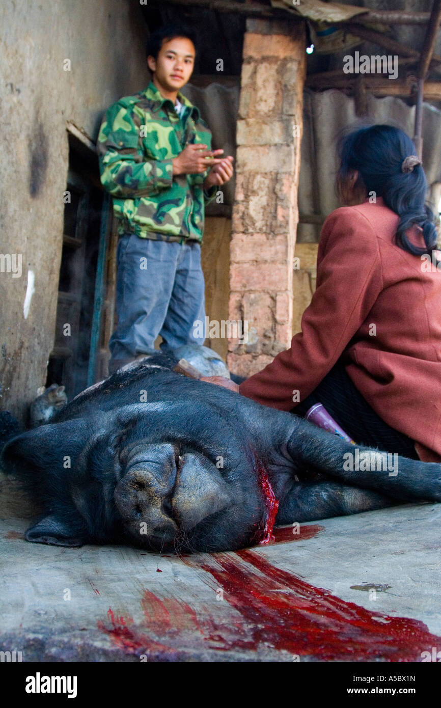 L'abattage d'un cochon pour le marché de la Chine Xishuangbanna Xiding Jeudi Banque D'Images