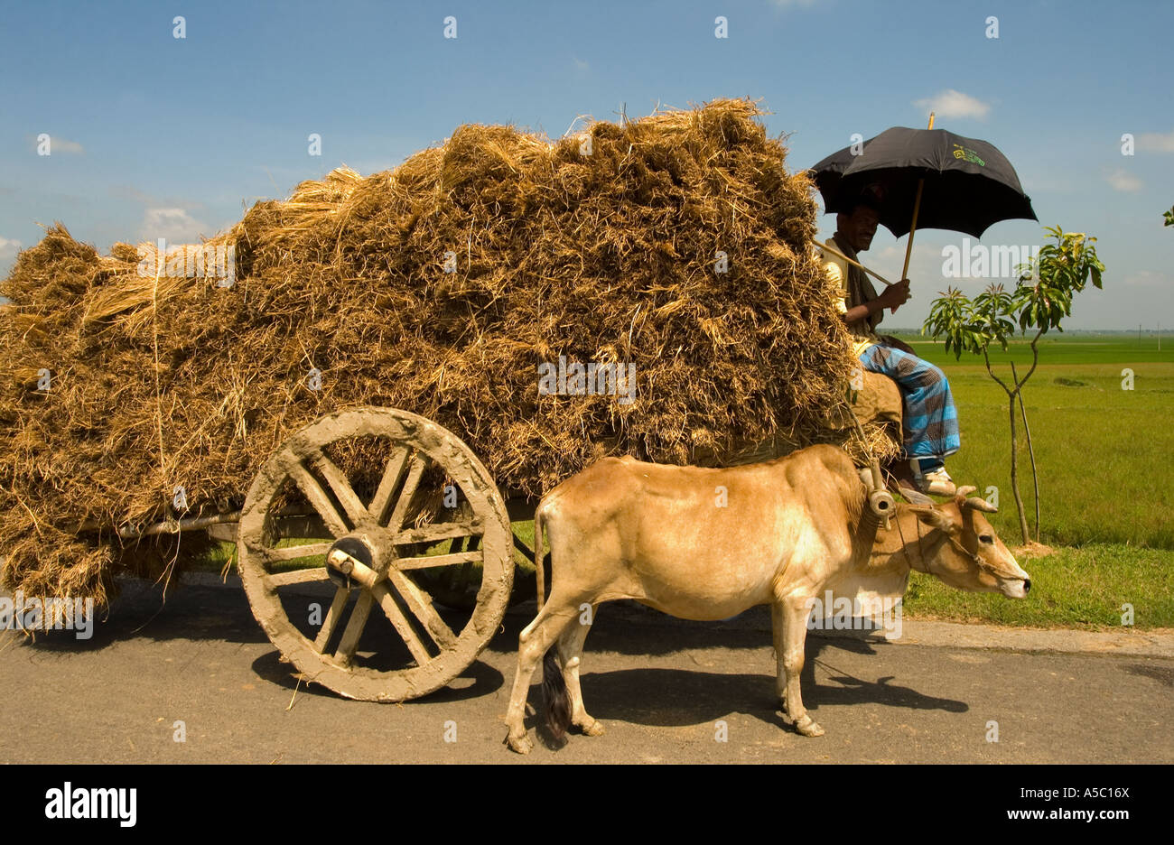 Agriculteur transportant paille sur chariot tiré par une vache Banque D'Images