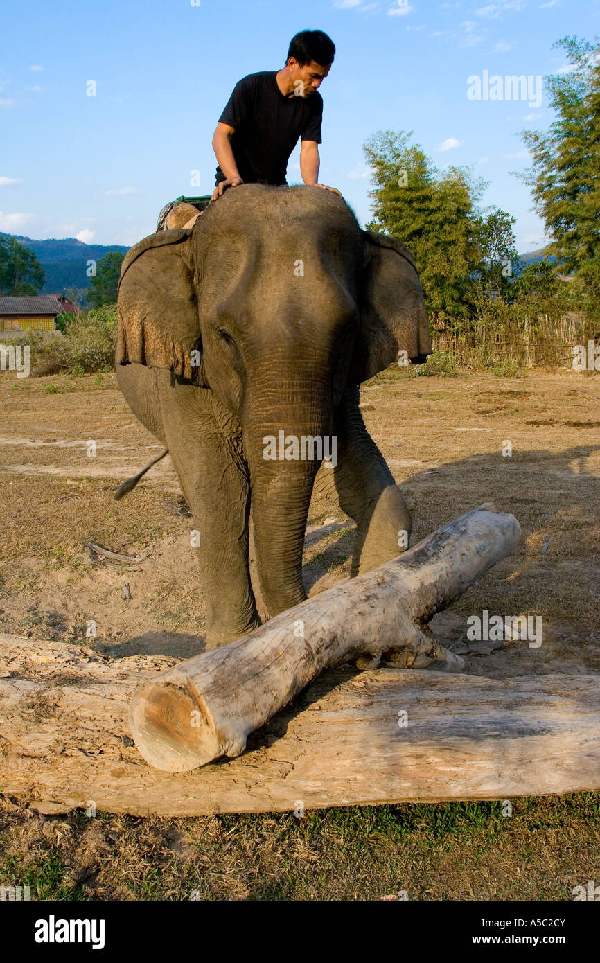 L'Éléphant de travail journal poussant avec pied Hongsa laos Banque D'Images