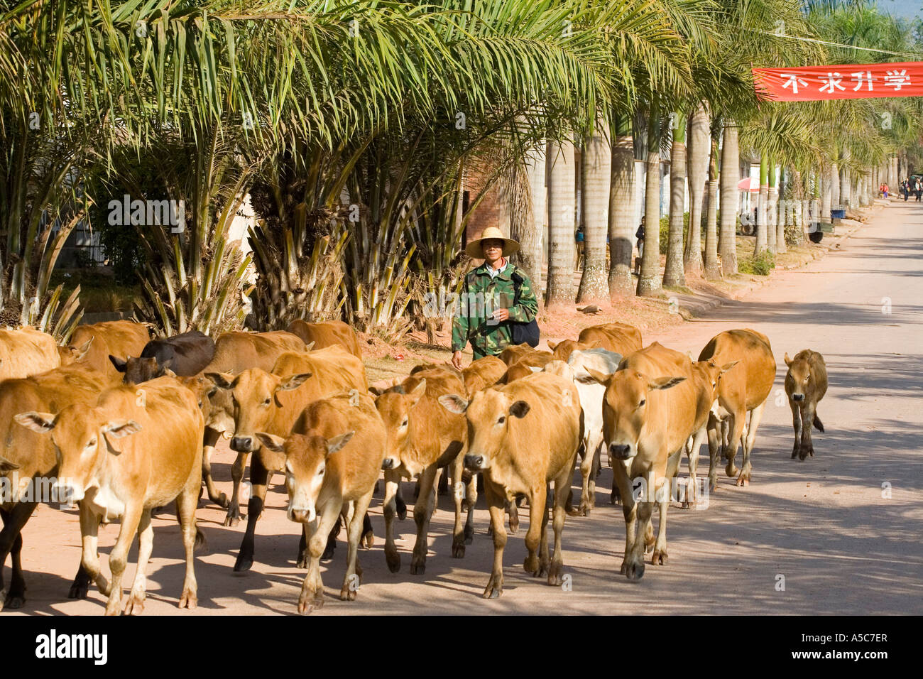 Herder déplacer le bétail dans la rue principale, Yaoqu Xishuangbanna Yunnan, Chine du Sud, Banque D'Images