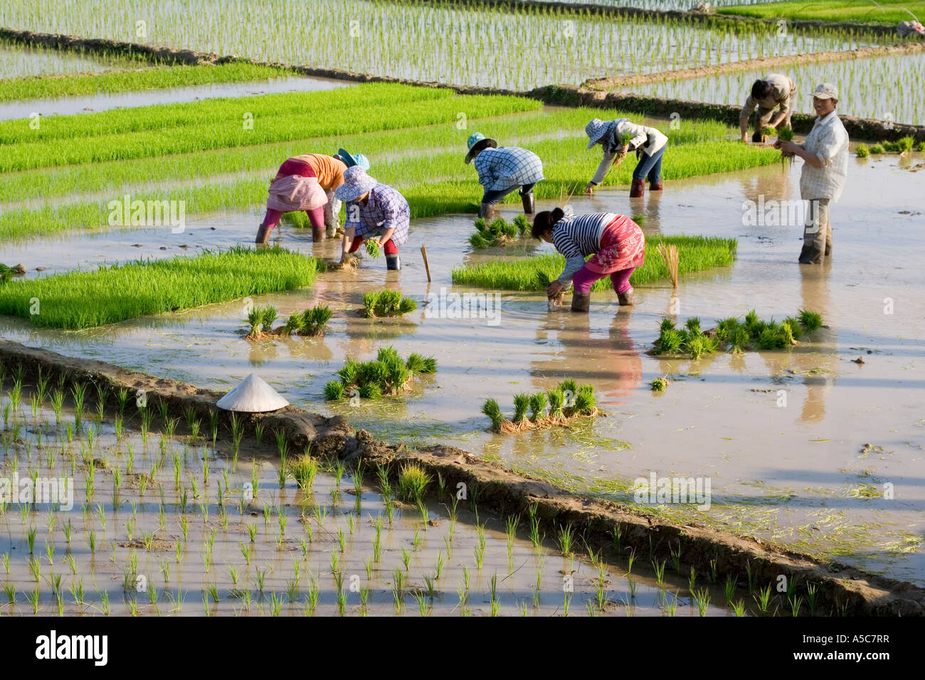 Les agriculteurs chinois le repiquage du riz dans les champs Jinghong, Chine Banque D'Images