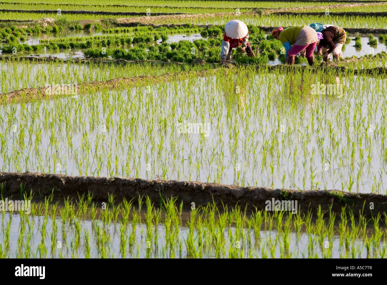 Les agriculteurs chinois le repiquage du riz dans les champs Jinghong, Chine Banque D'Images
