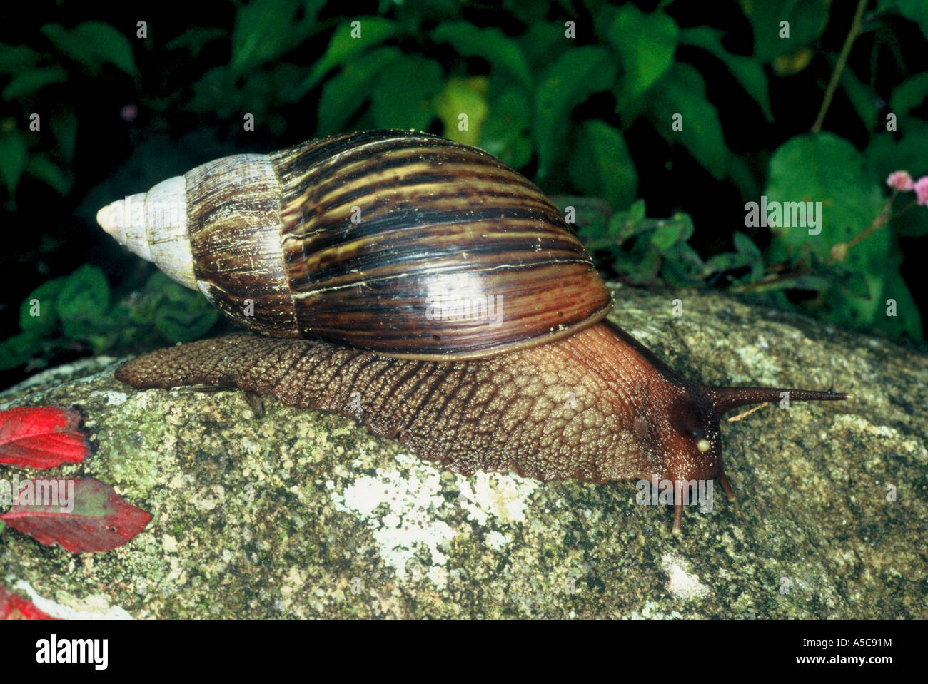 L'Escargot géant Banque D'Images