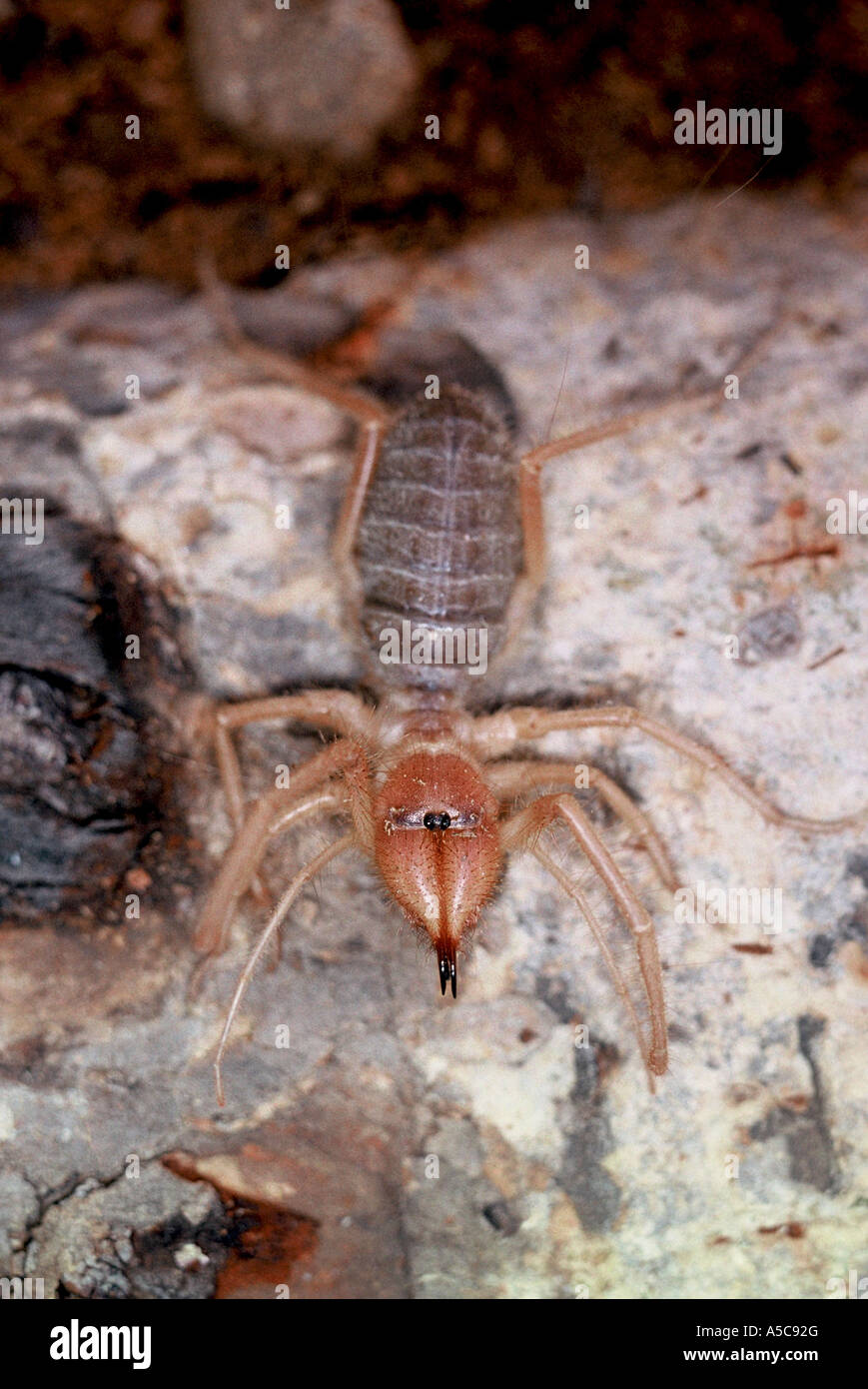 Bien Solifugidae ou romain Spider Banque D'Images