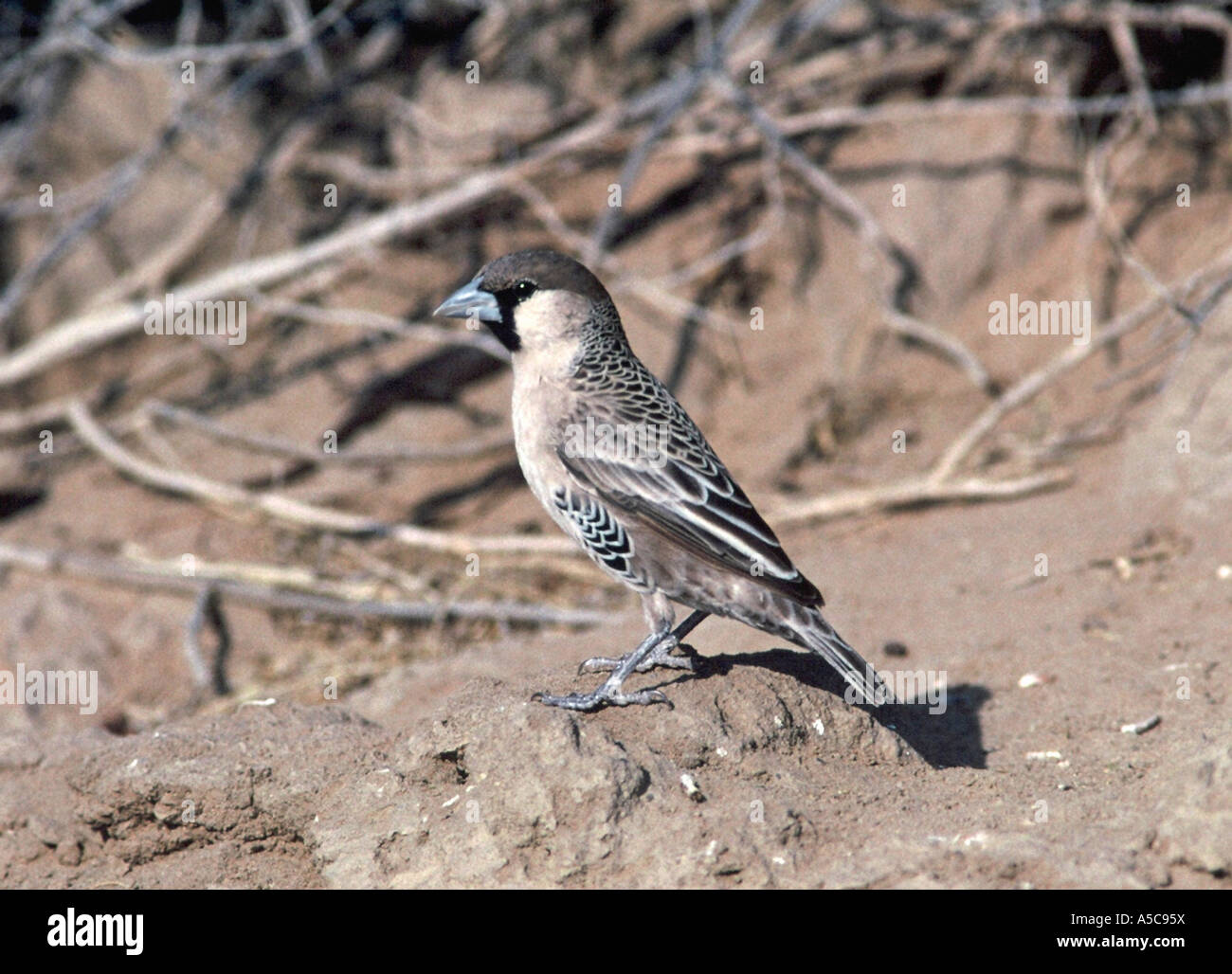 Sociable Weaver, Philaterius socius Banque D'Images