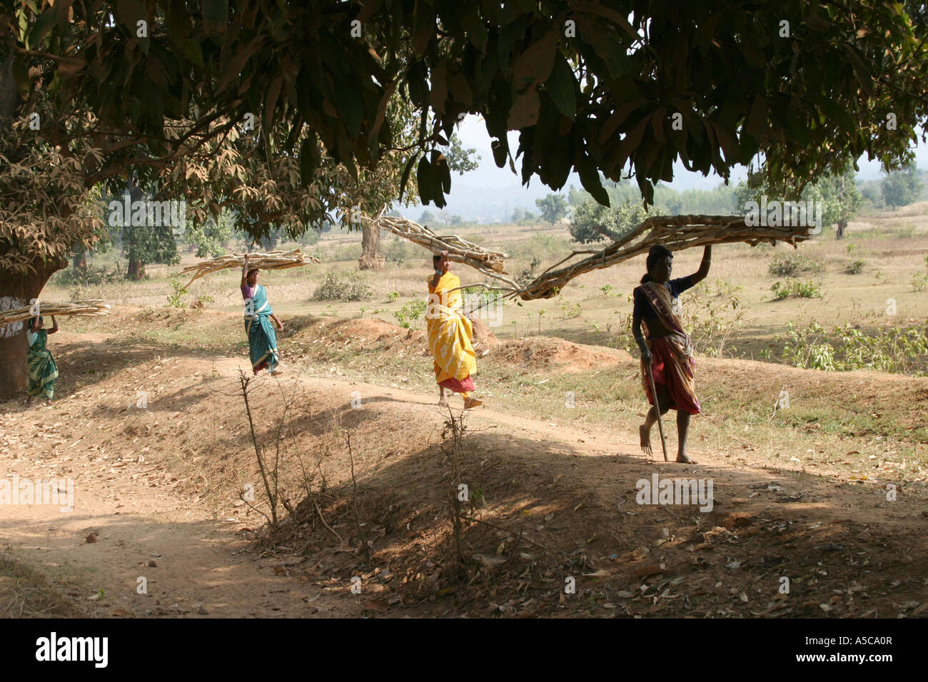 Les femmes portant de lourdes charges sur la tête de la façon traditionnelle dans le Desia Kondh, zone tribale de l'Orissa, Inde Banque D'Images
