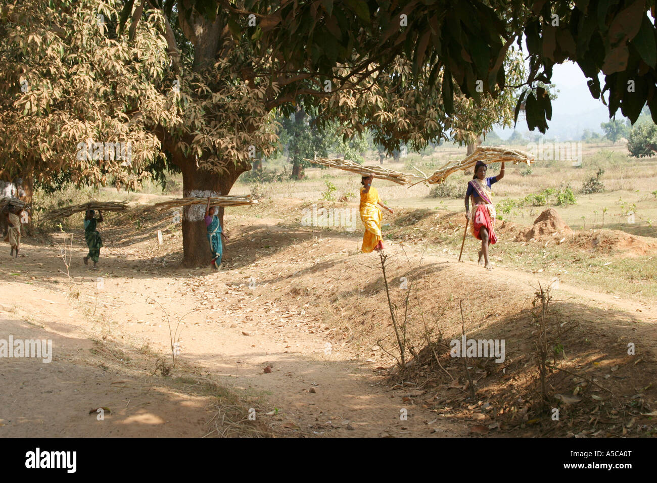Les femmes portant de lourdes charges sur la tête de la façon traditionnelle dans le Desia Kondh, zone tribale de l'Orissa, Inde Banque D'Images