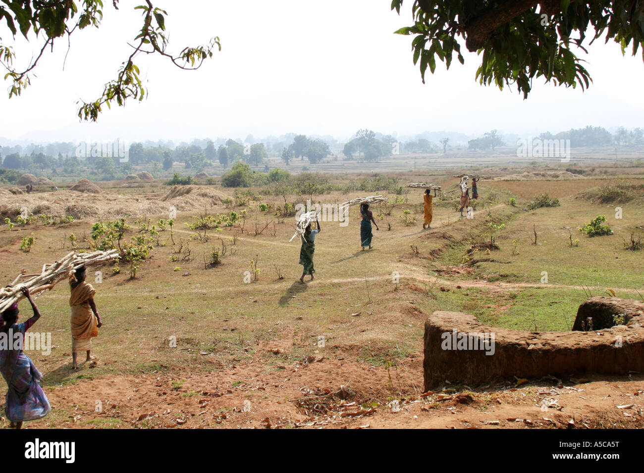 Les femmes portant de lourdes charges sur la tête de la façon traditionnelle dans le Desia Kondh, zone tribale de l'Orissa, Inde Banque D'Images