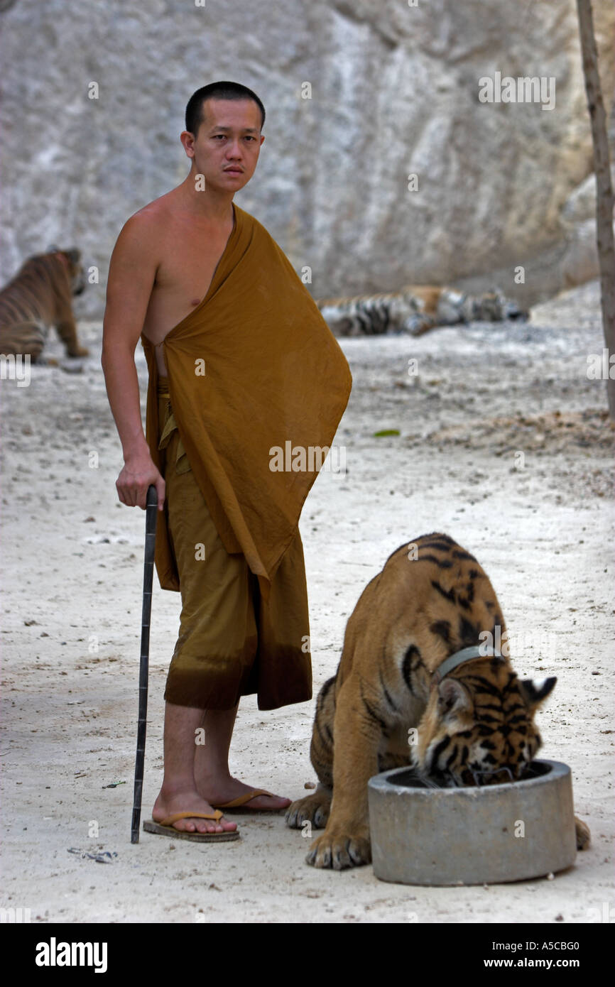 Tiger Temple près de la Thaïlande Kanchanaburi Banque D'Images