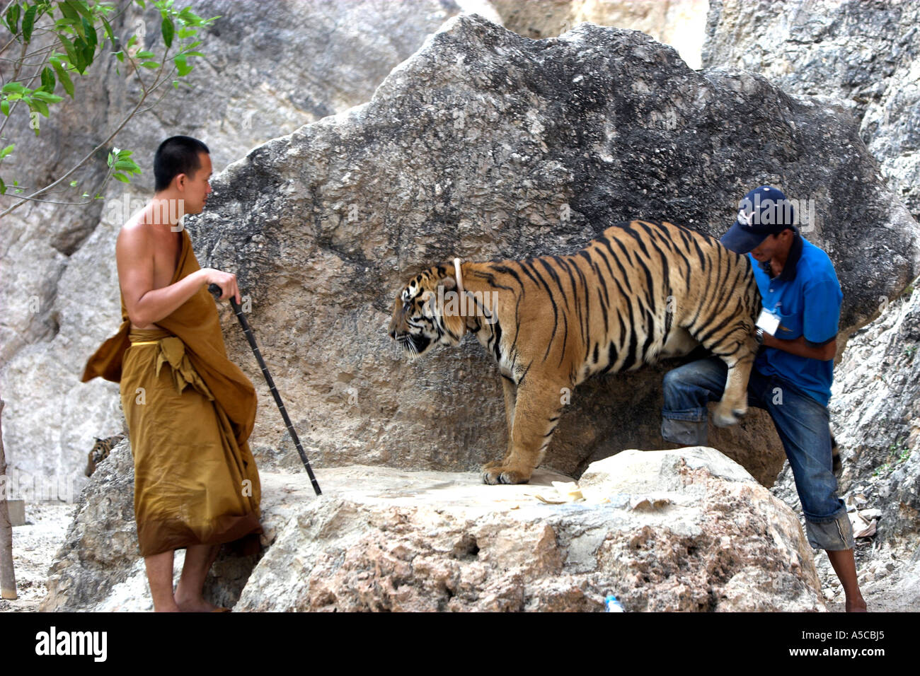 Tiger Temple près de la Thaïlande Kanchanaburi Banque D'Images