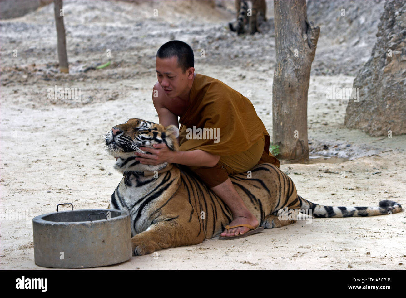 Tiger Temple près de la Thaïlande Kanchanaburi Banque D'Images