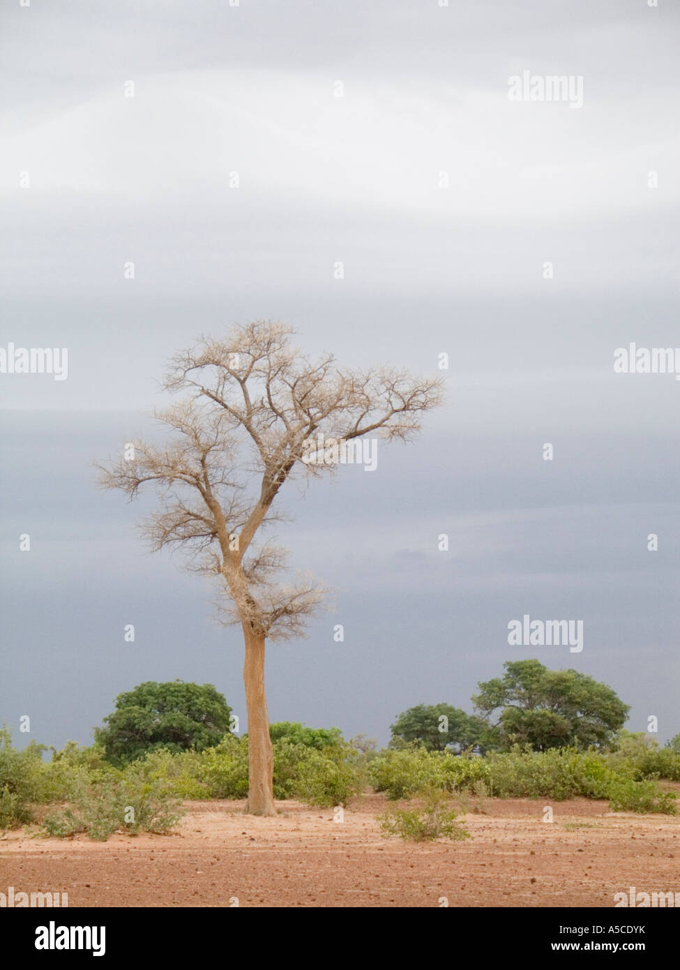 Ensemble d'arbres contre le ciel gris près de fleuve Niger Mali 'Afrique de l'ouest" Banque D'Images