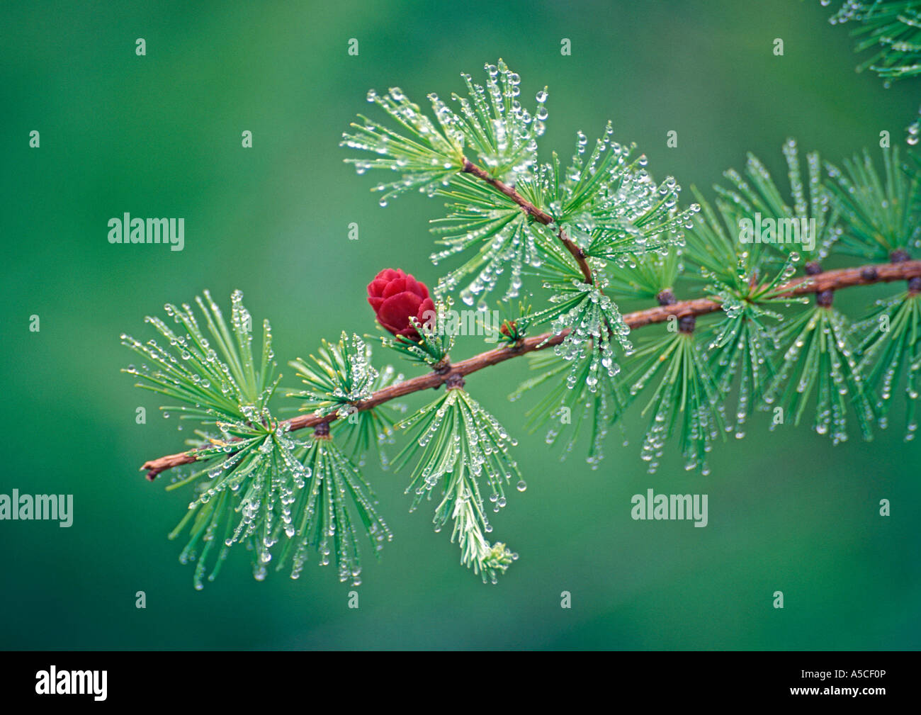 Larix Laricina Banque D'Images