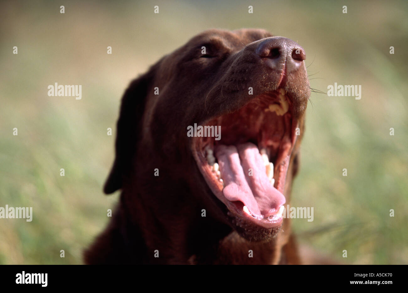 Brown dog Lab Modèle béant libéré libre Banque D'Images