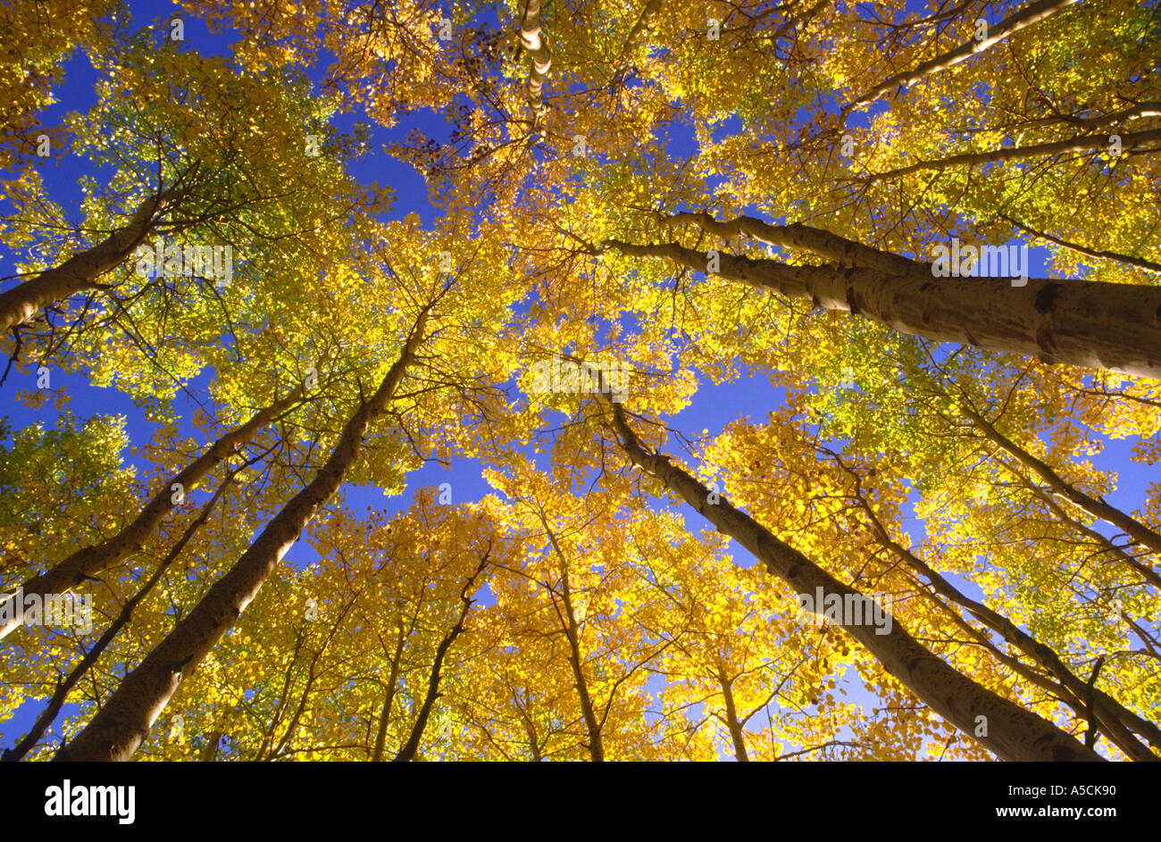 À la recherche jusqu'à Aspen avec arbres à feuillage jaune vif en automne Banque D'Images