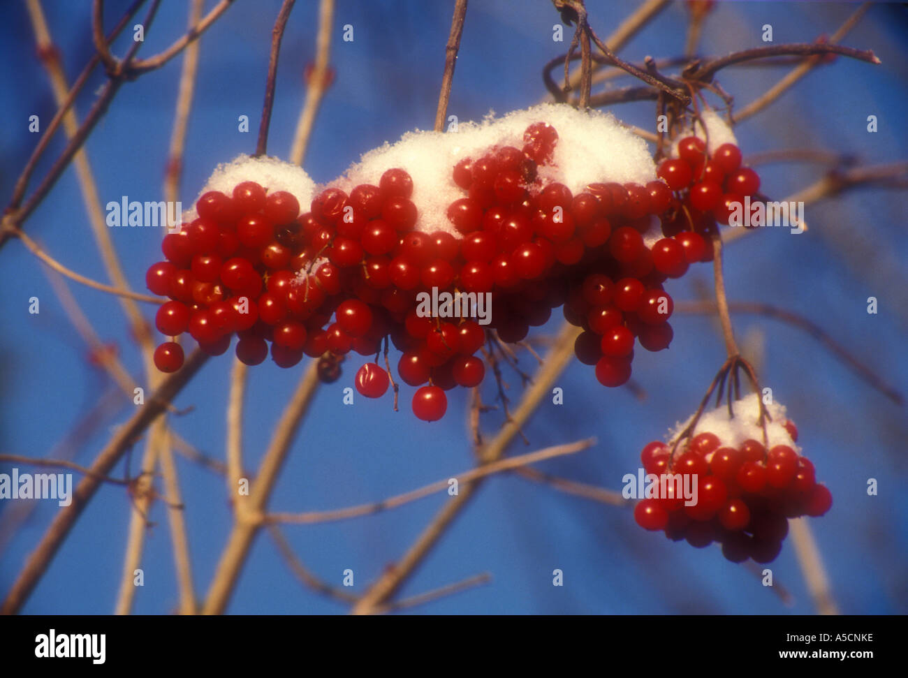 Canneberge (Viorne Viburnum trilobum) baies couvertes de neige en hiver, le Grand Sudbury, Ontario, Canada Banque D'Images