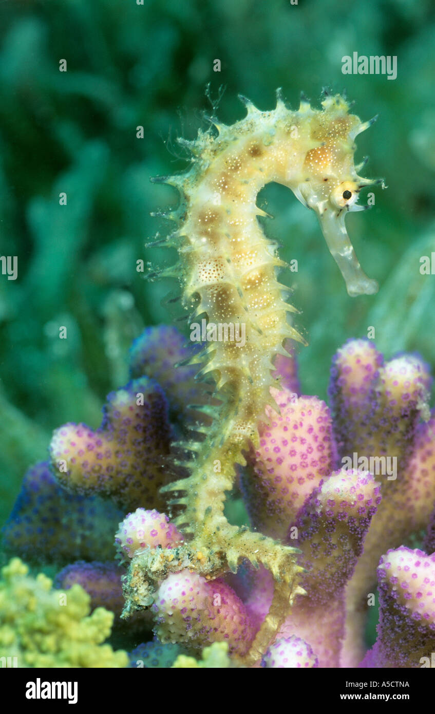 Hippocampe Hippocampe épineux, jaykari Banque D'Images