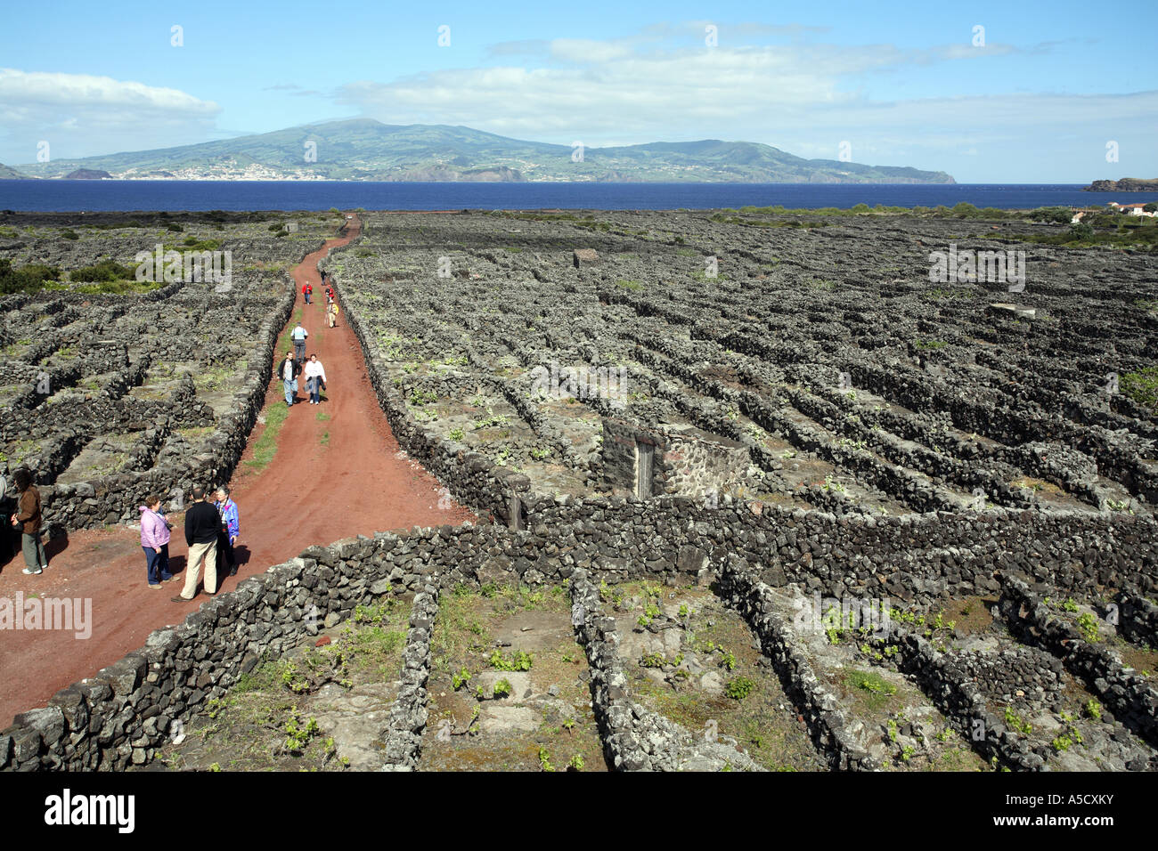 Enceintes en pierre entourent vignes sur l'île de Pico dans les Açores Banque D'Images