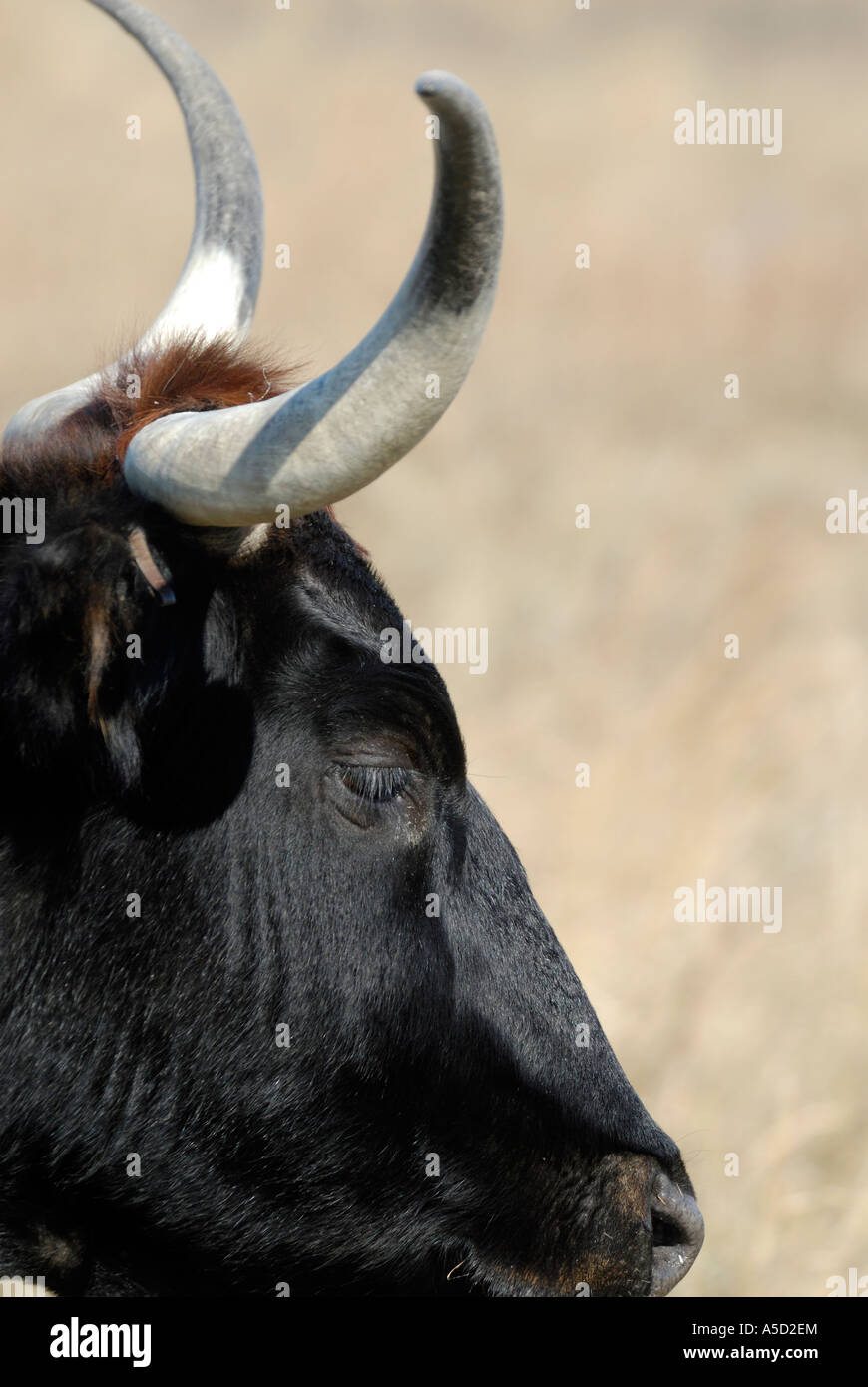 Gros plan d'une vache de tête Banque D'Images